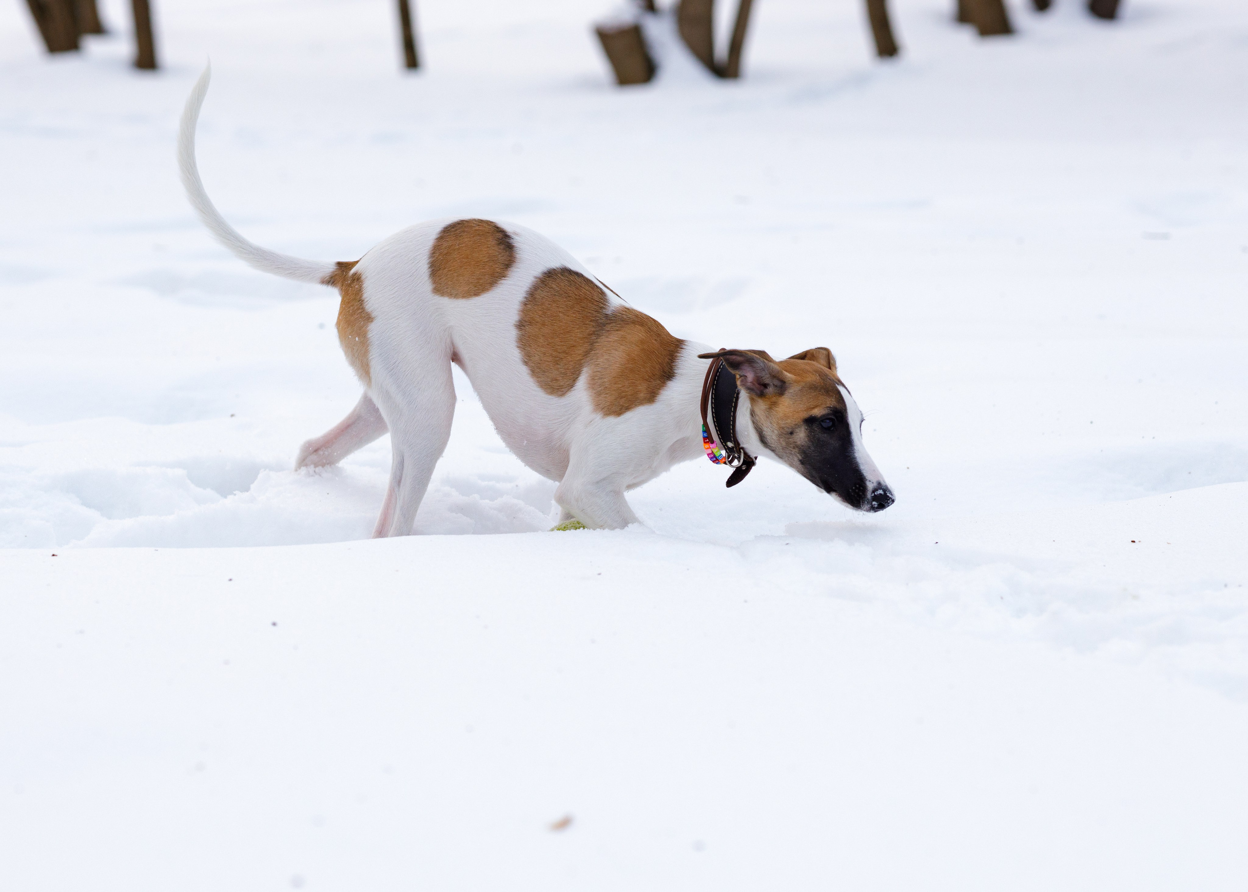Ланди. Анна Самохина. Фотограф. Москва