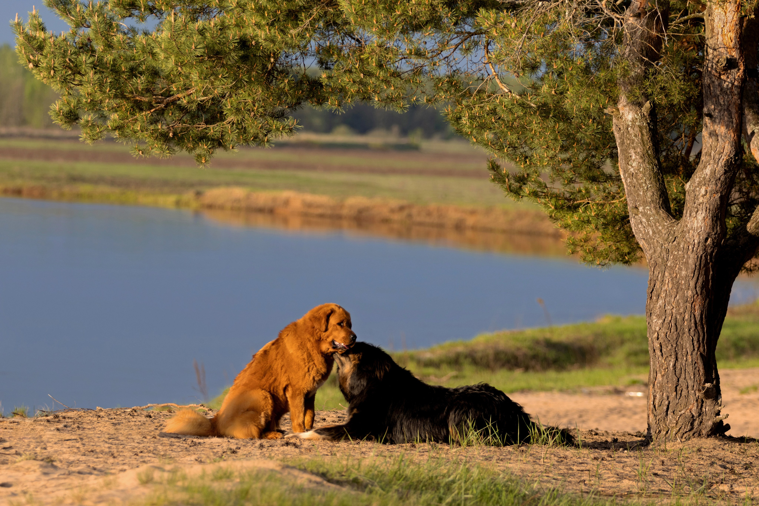 Фотограф — анималист в Москве и области Ольга Петракова