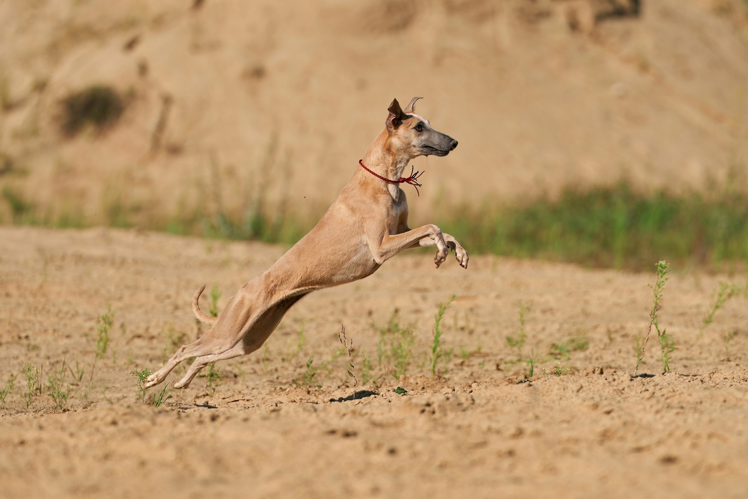 Фотосессии. Фотограф-анималист Михаил Манухин