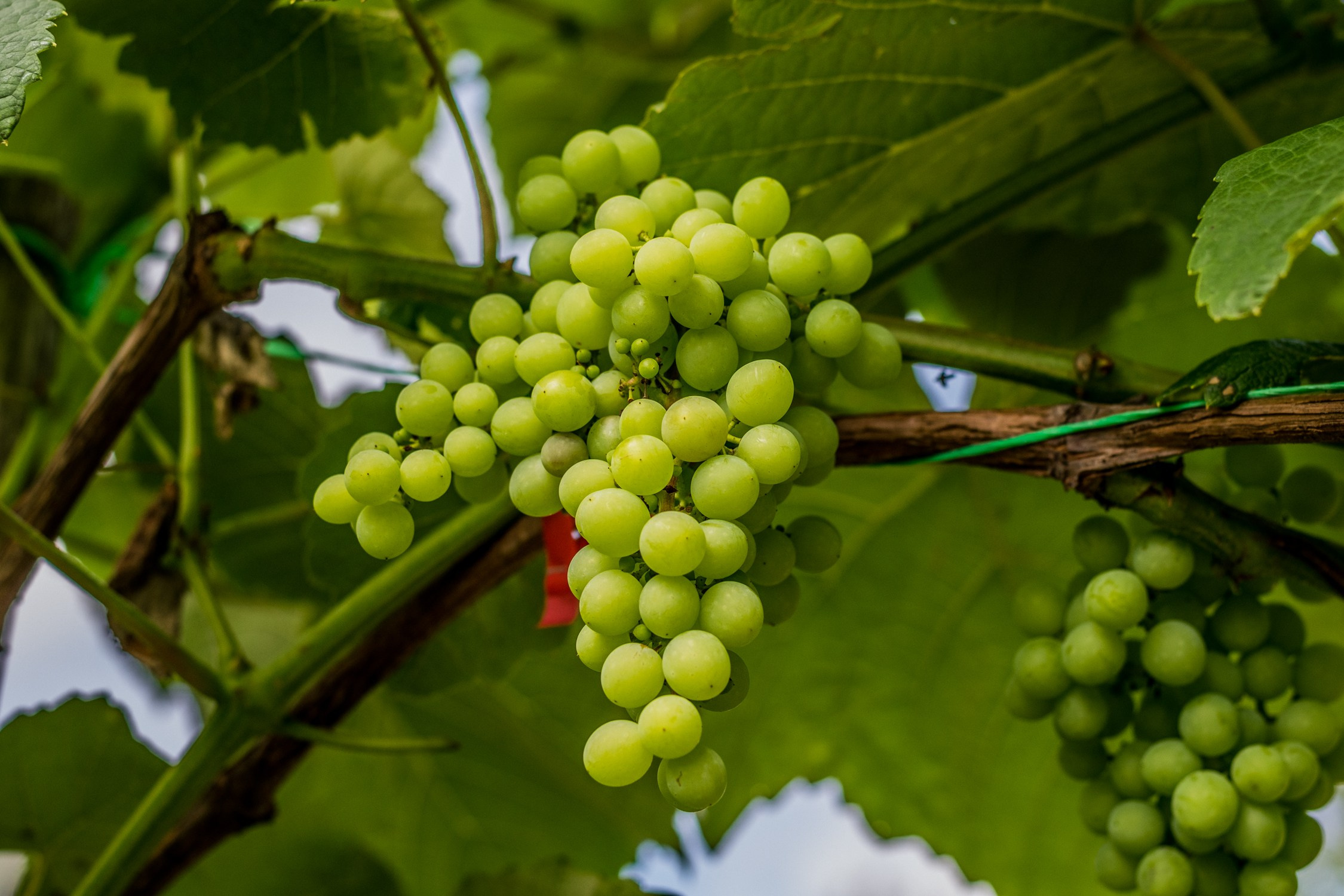 Антон Курдюмов фотограф в Хабаровске Рина Курдюмова фото27 foto27 Антон Дорофеев репортажный репортаж документалист Тони и Рина фотосоздатели Виноградники Хехцир 2024 Хабаровск виноград дикий фермер фермерство дачный сезон