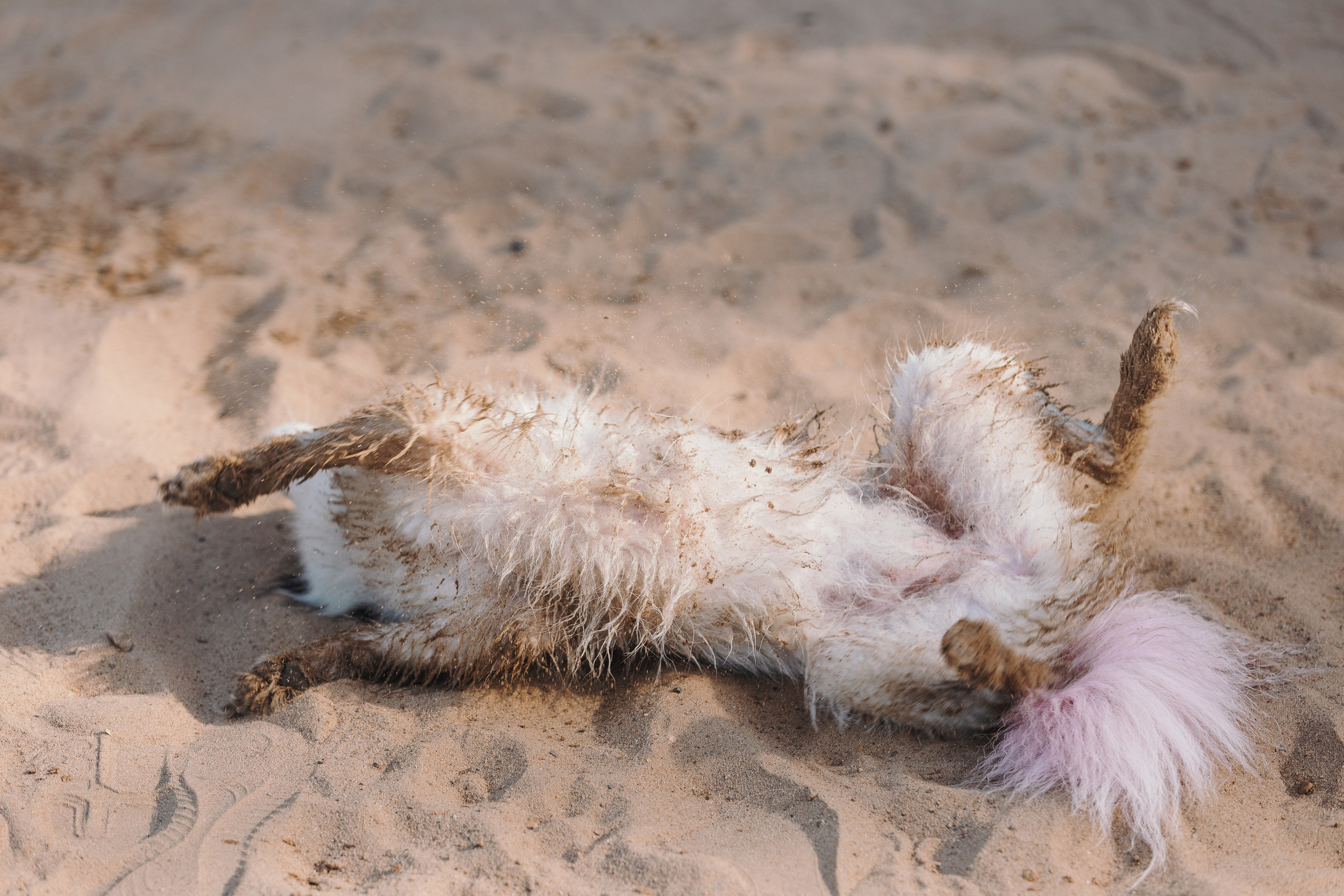 Petshop Sup day. Фотограф анималист Кристина Карпова, Москва