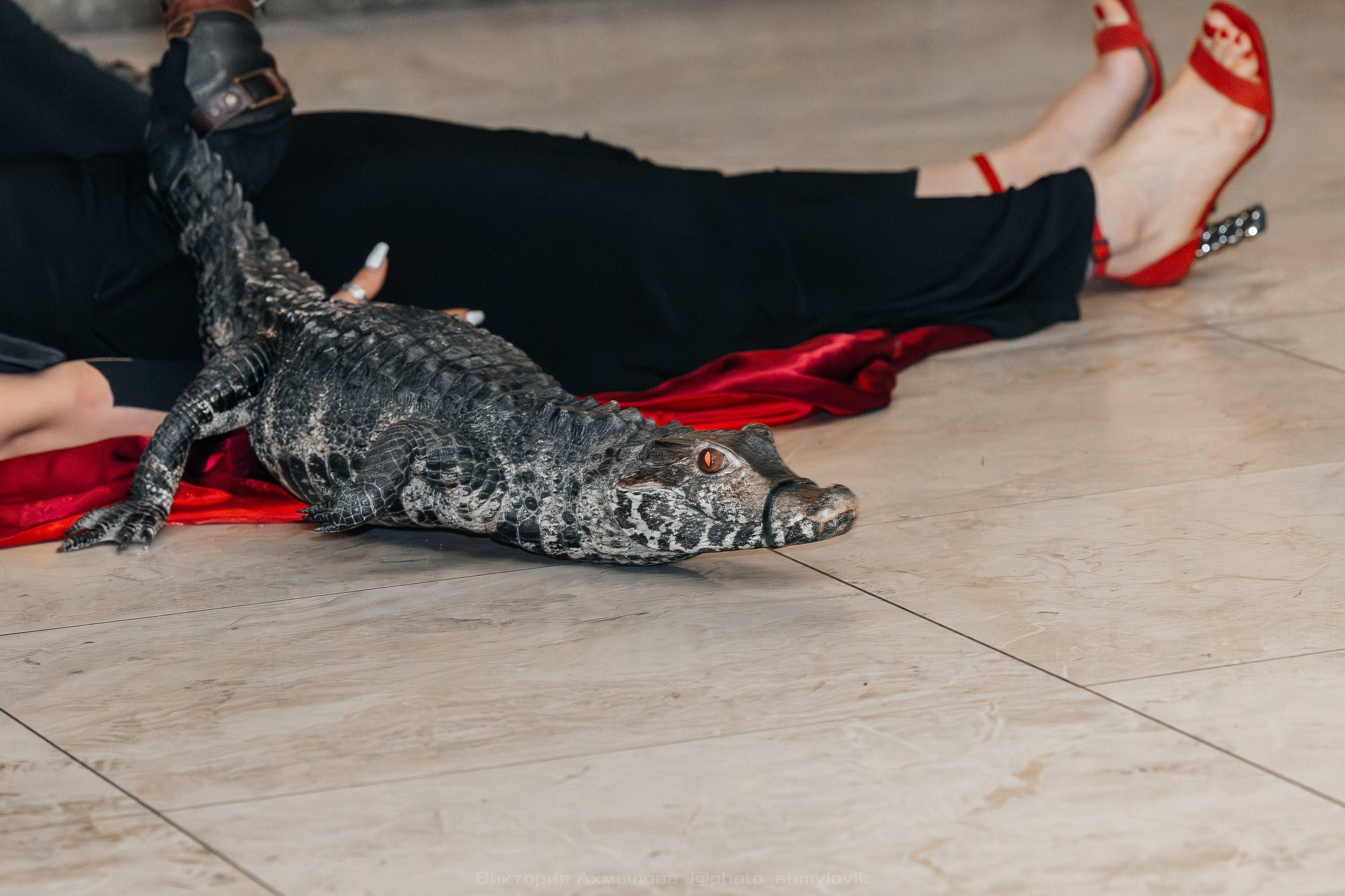 04.10.2025 День рождения FMC Wings 26 лет. Виктория Ахмылова. Фотограф в Москве