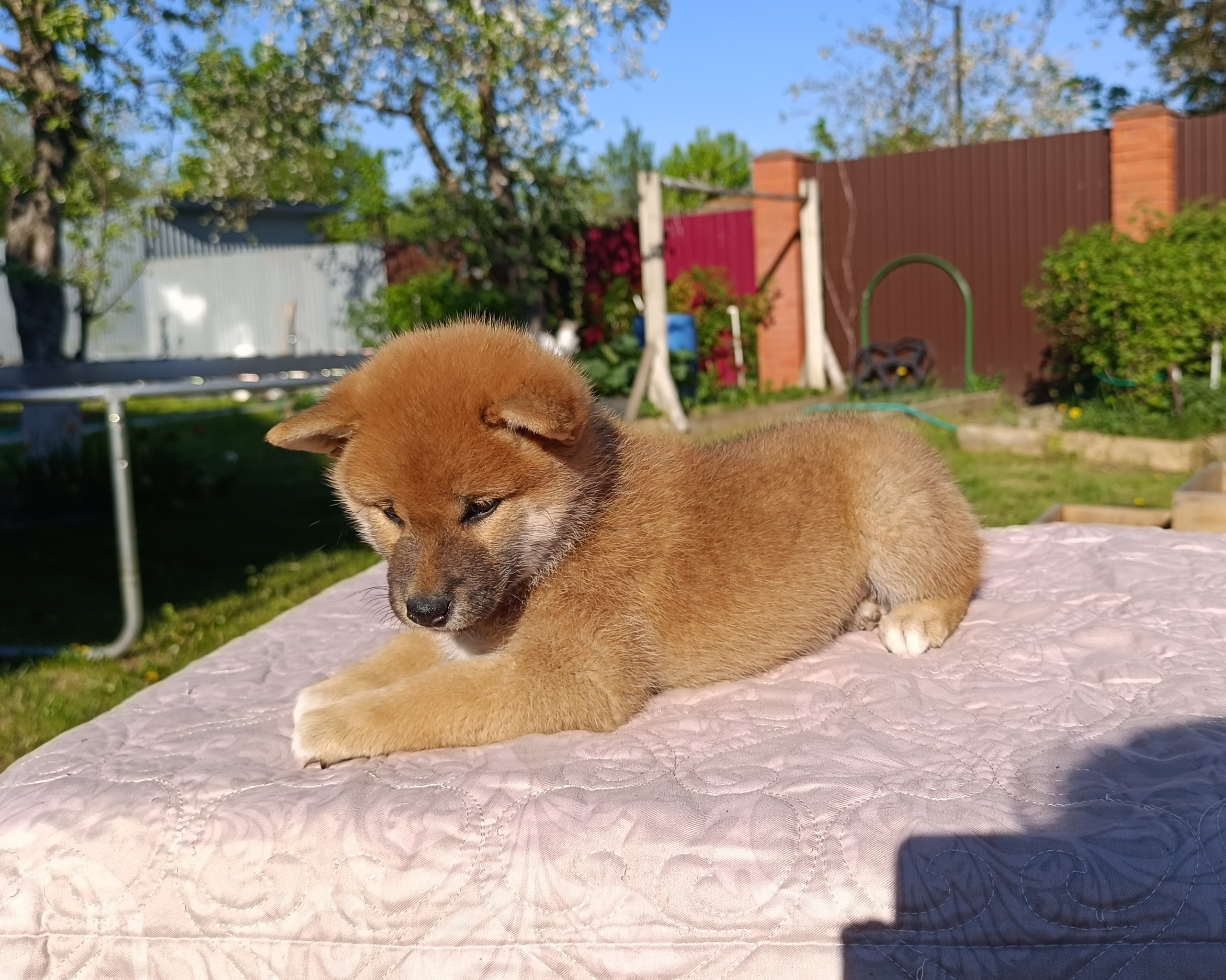 сиба питомник Рубилайт щенки на продажу rubylight  сиба щенки купить СПб Санкт-Петербург