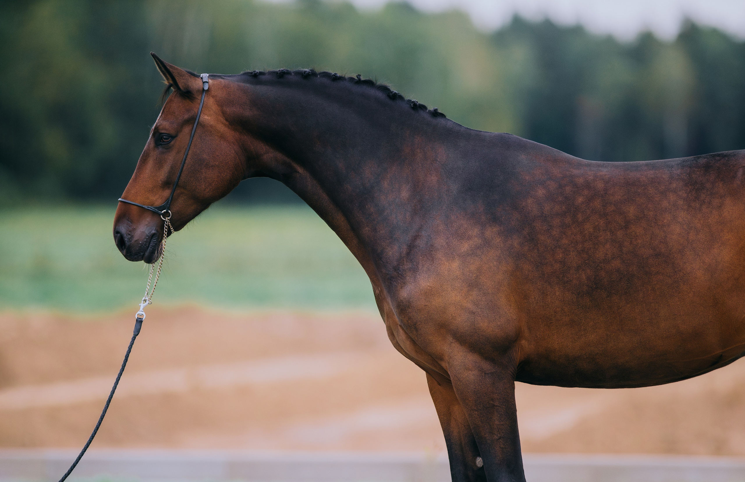 На природе. Фотограф-анималист Ксендзова Кристина