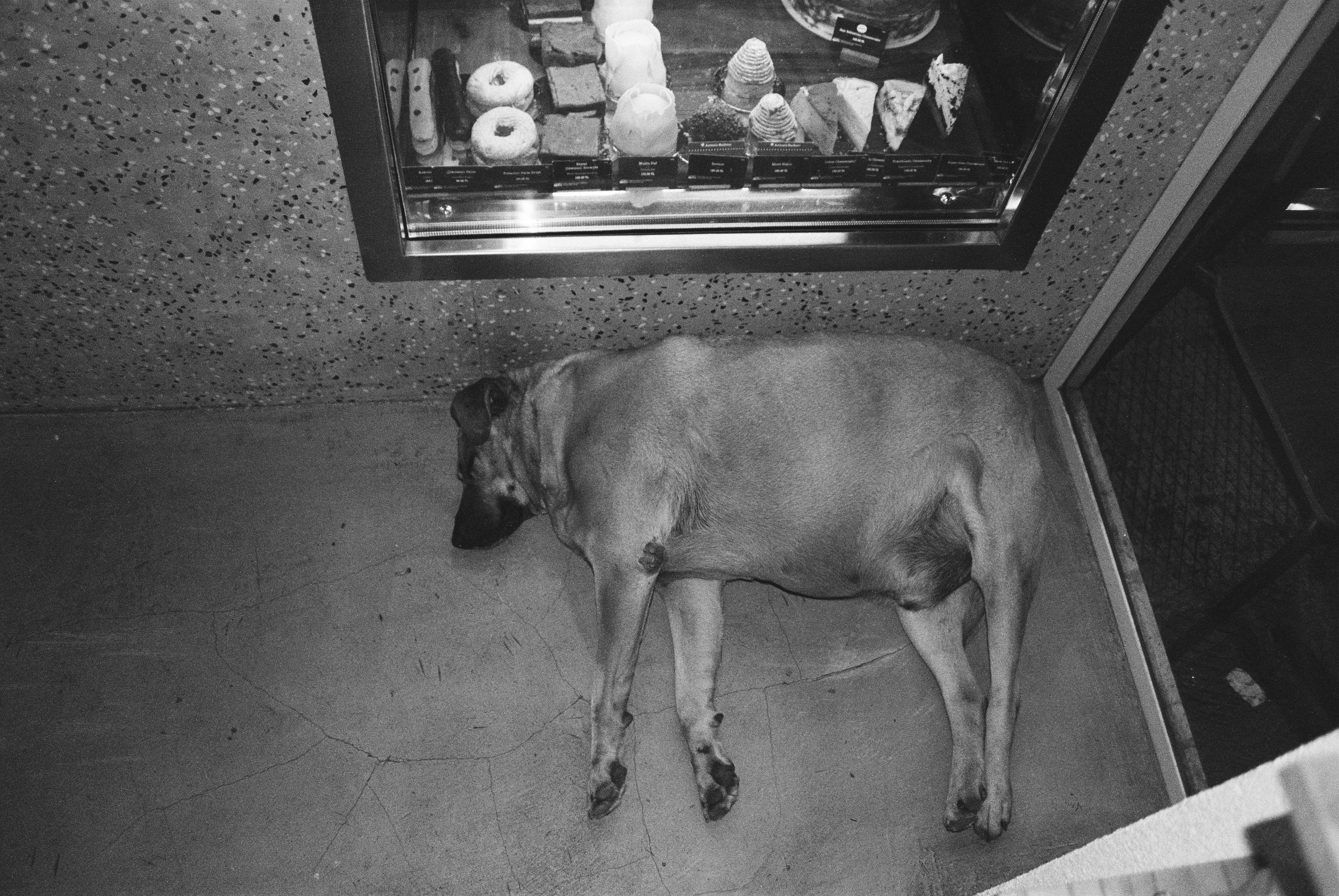 Film chronicle. Kosky ilya