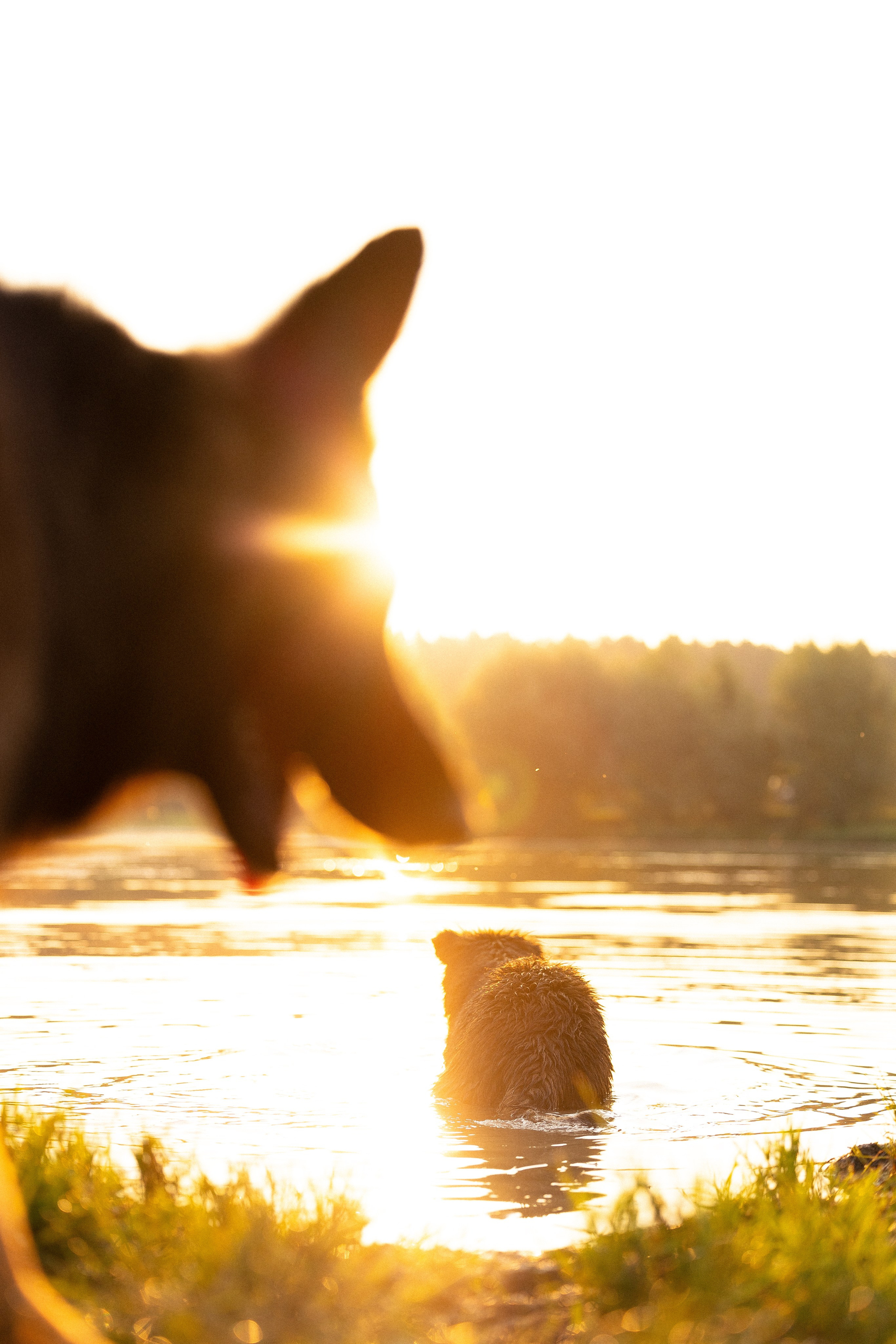 Алена, Матвей, Фанни и Фрея. Фотограф и видеограф анималист Аганина Дарья