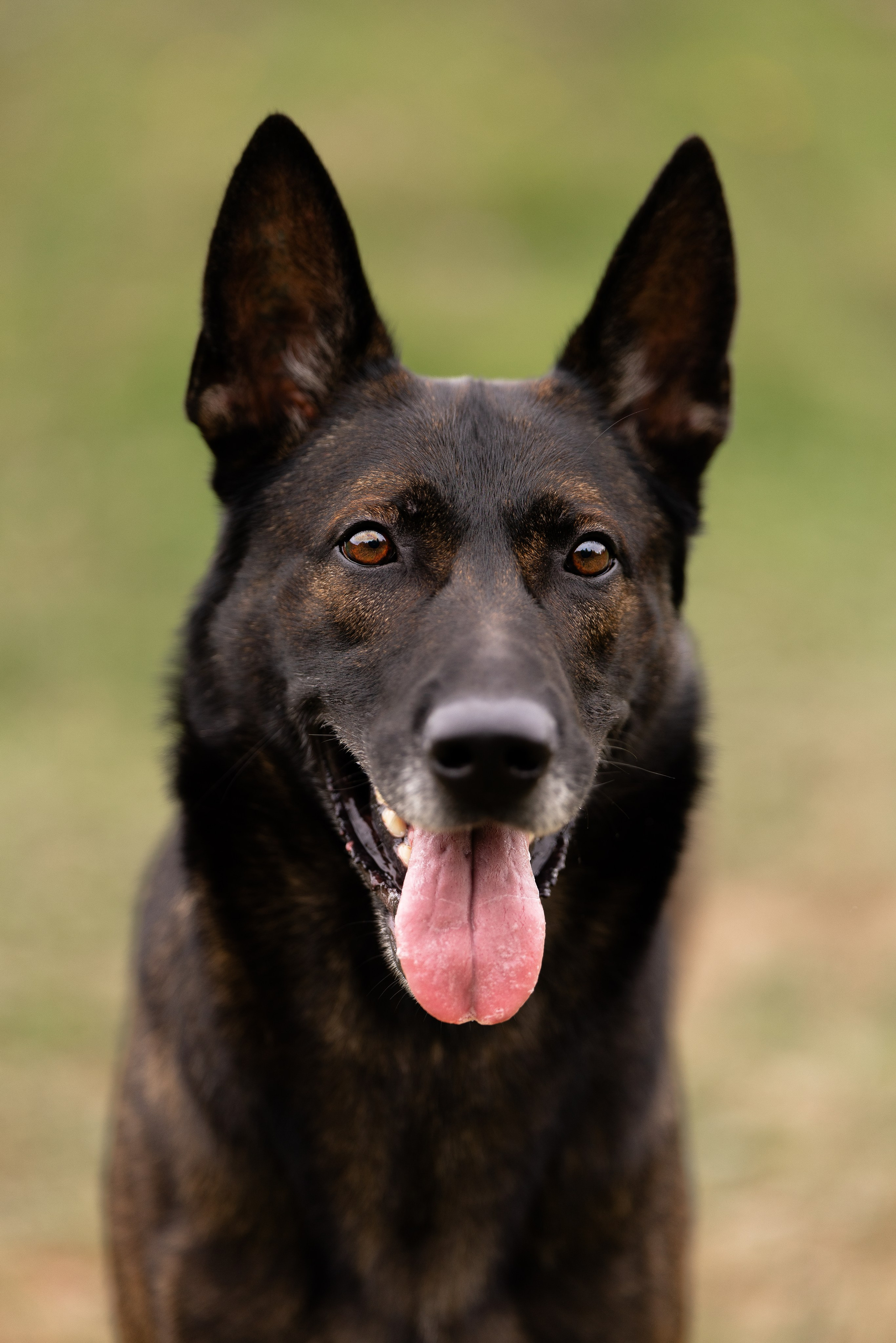 Макс. Фотограф и видеограф анималист Аганина Дарья