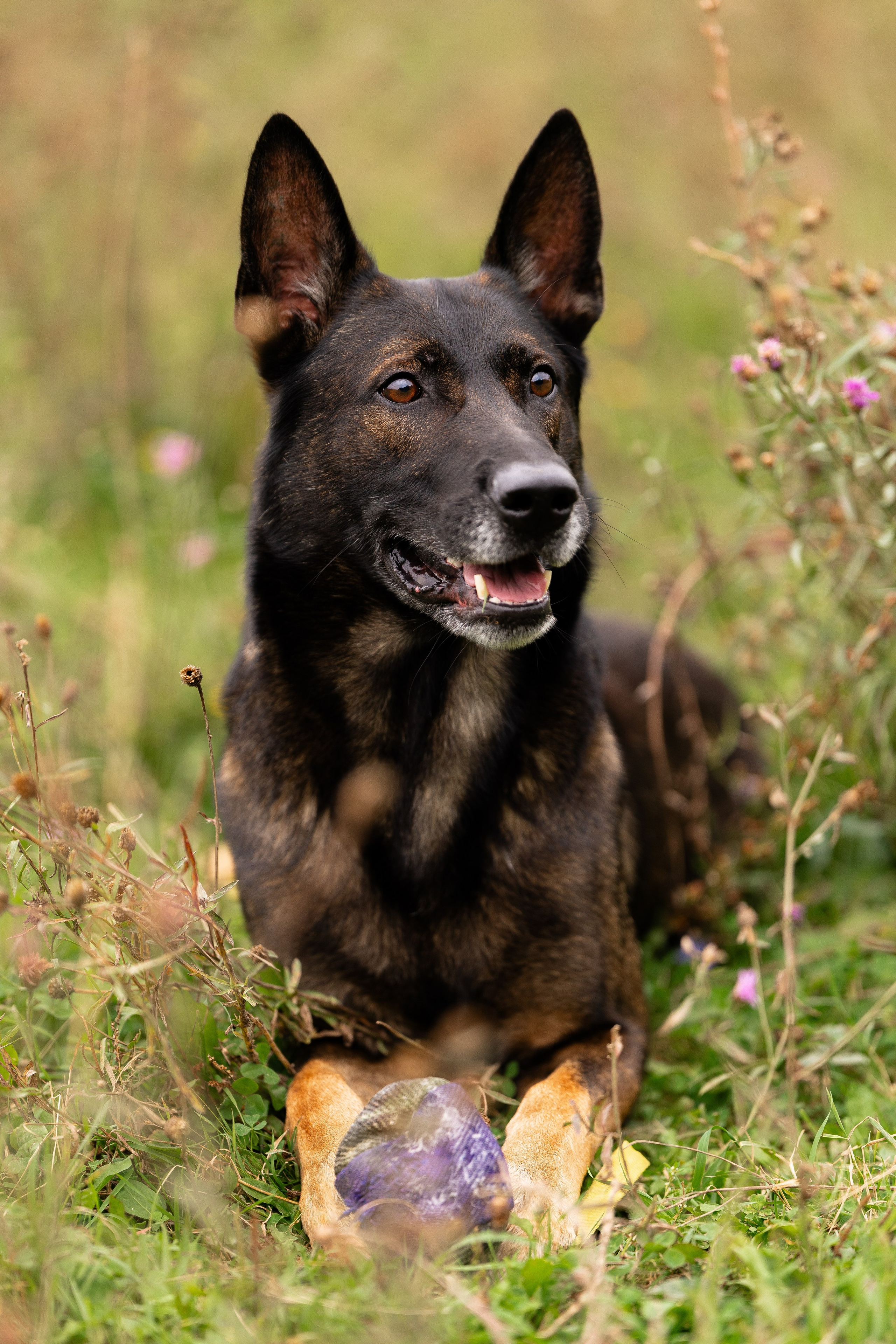 Макс. Фотограф и видеограф анималист Аганина Дарья