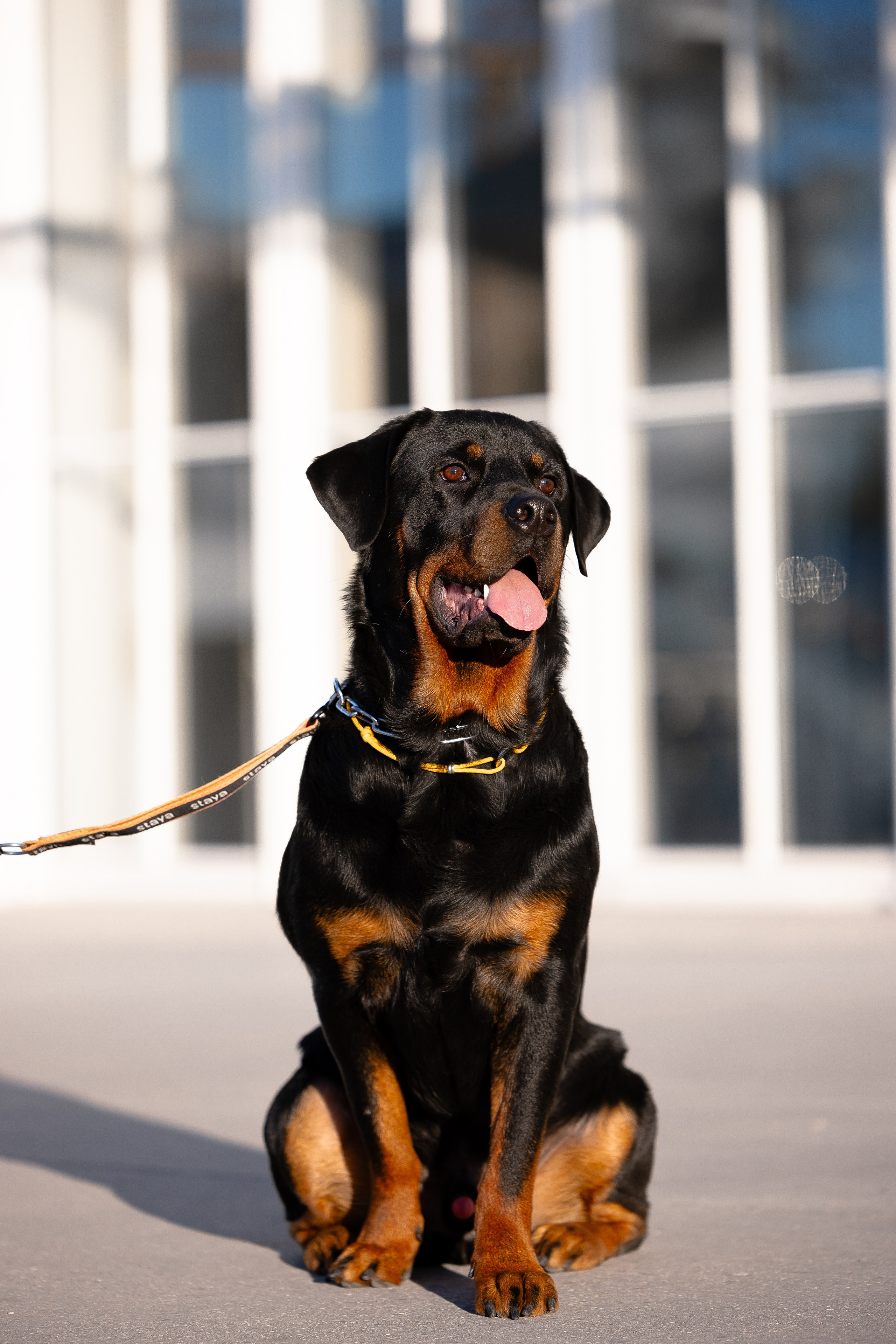 Катя, Леша, Трой и Лея. Фотограф и видеограф анималист Аганина Дарья