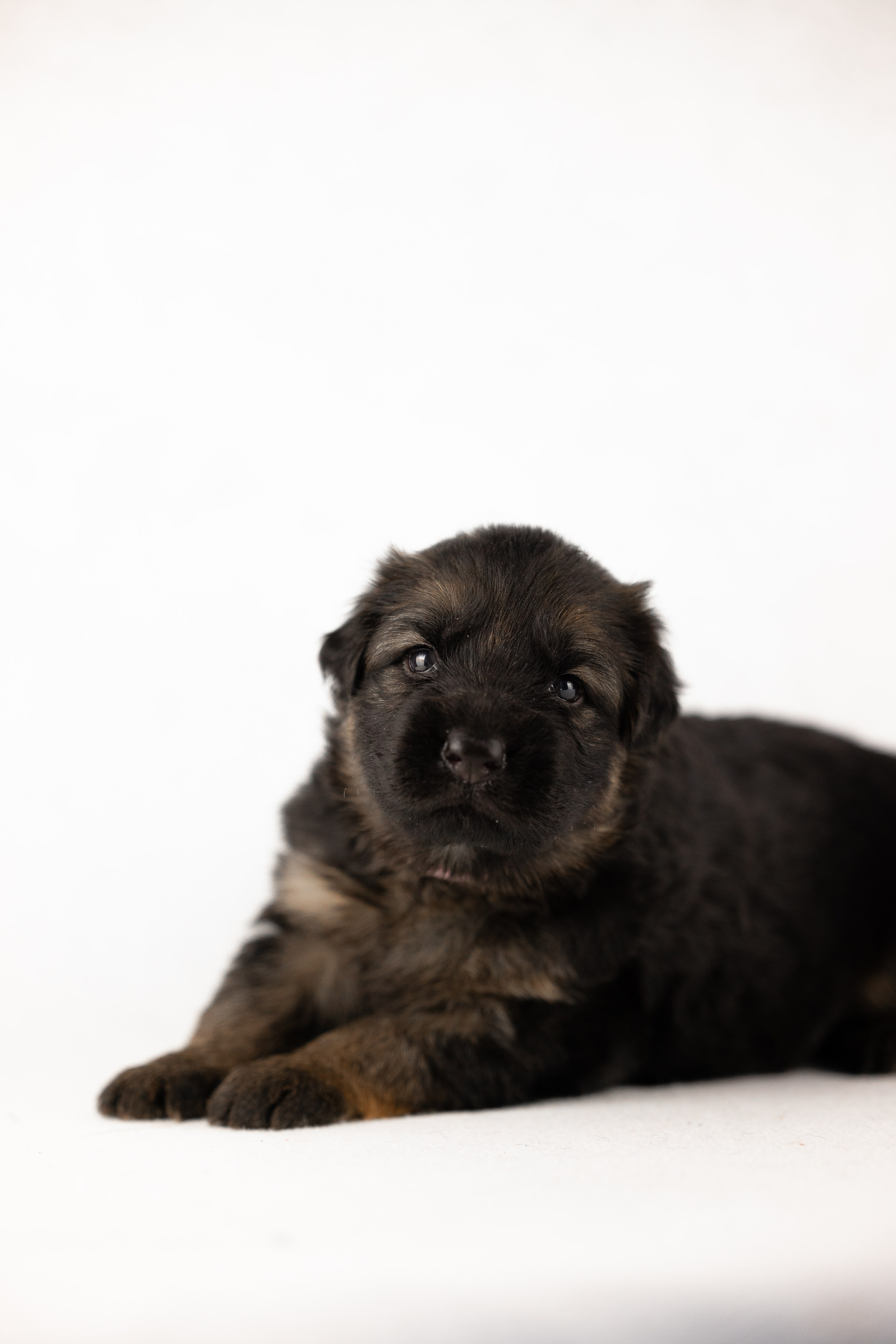 Немецкая овчарка. Фотограф и видеограф анималист Аганина Дарья