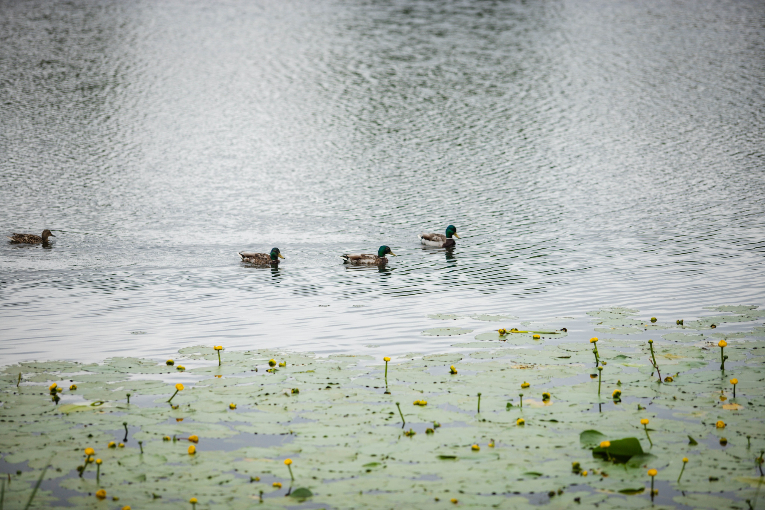 5 вёрст Бутово. Александра Мельниченко/ Бегающий фотограф