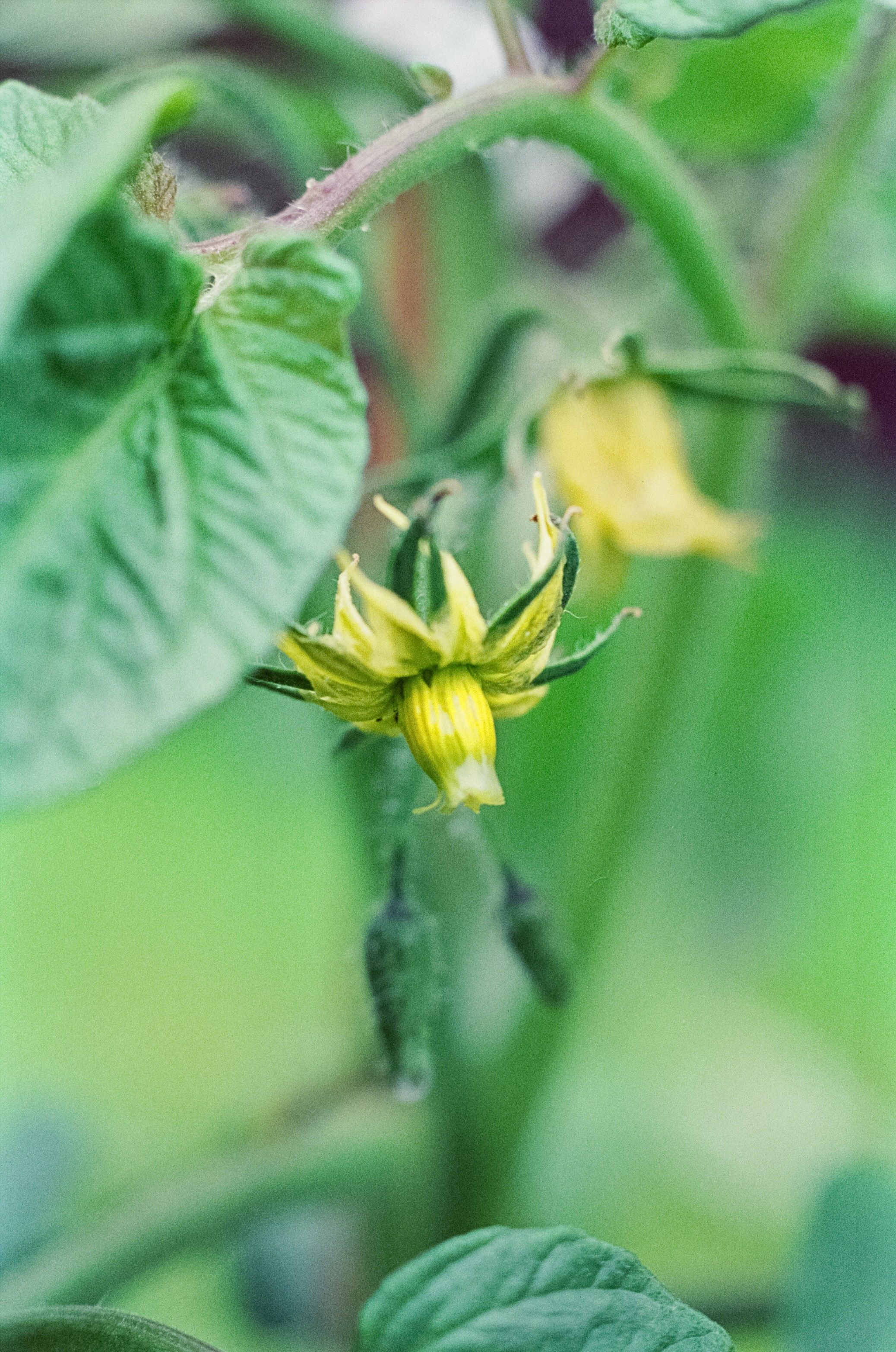 Nikon F100 примеры фотографий