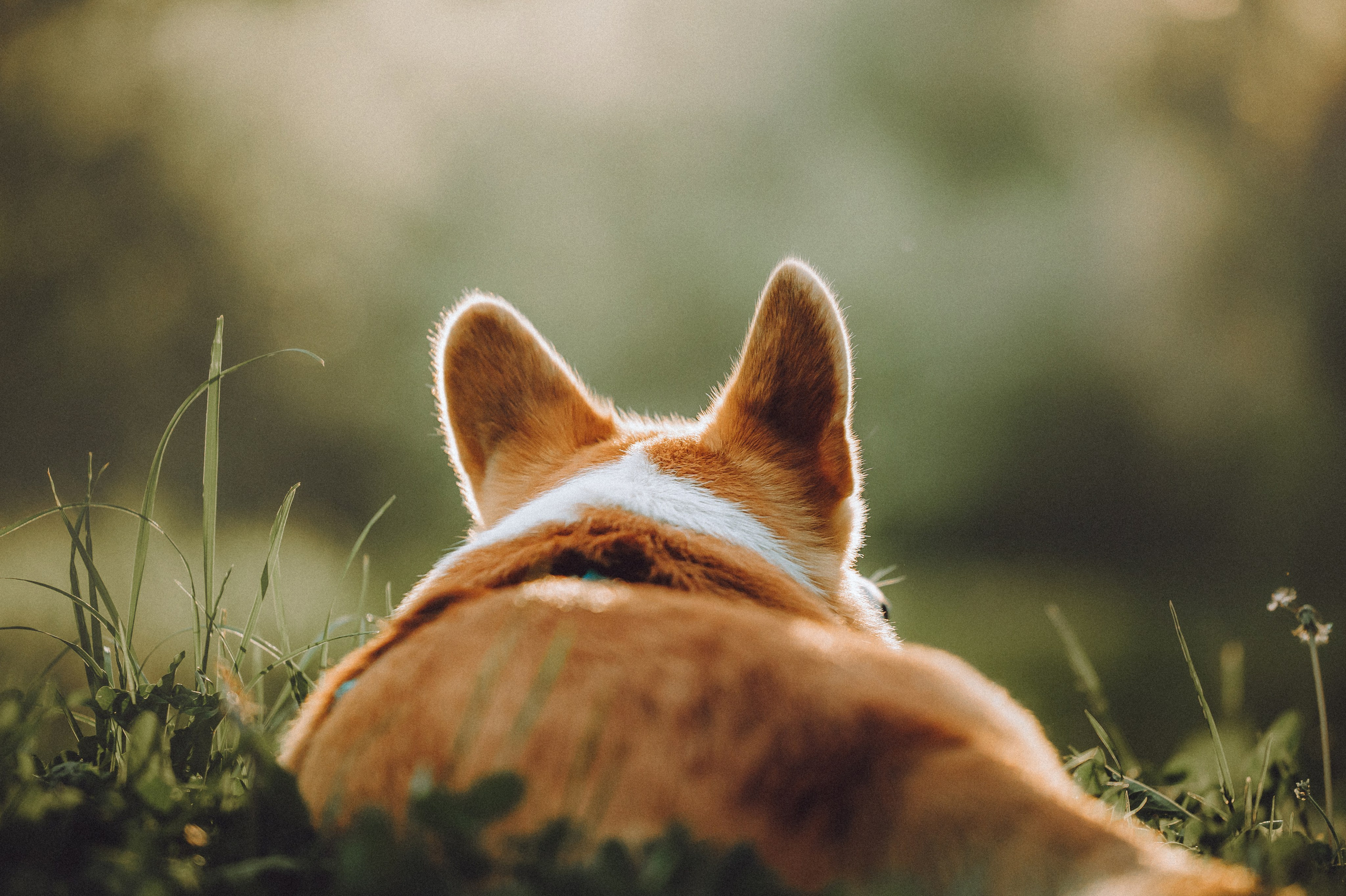 Вирджик и его семья