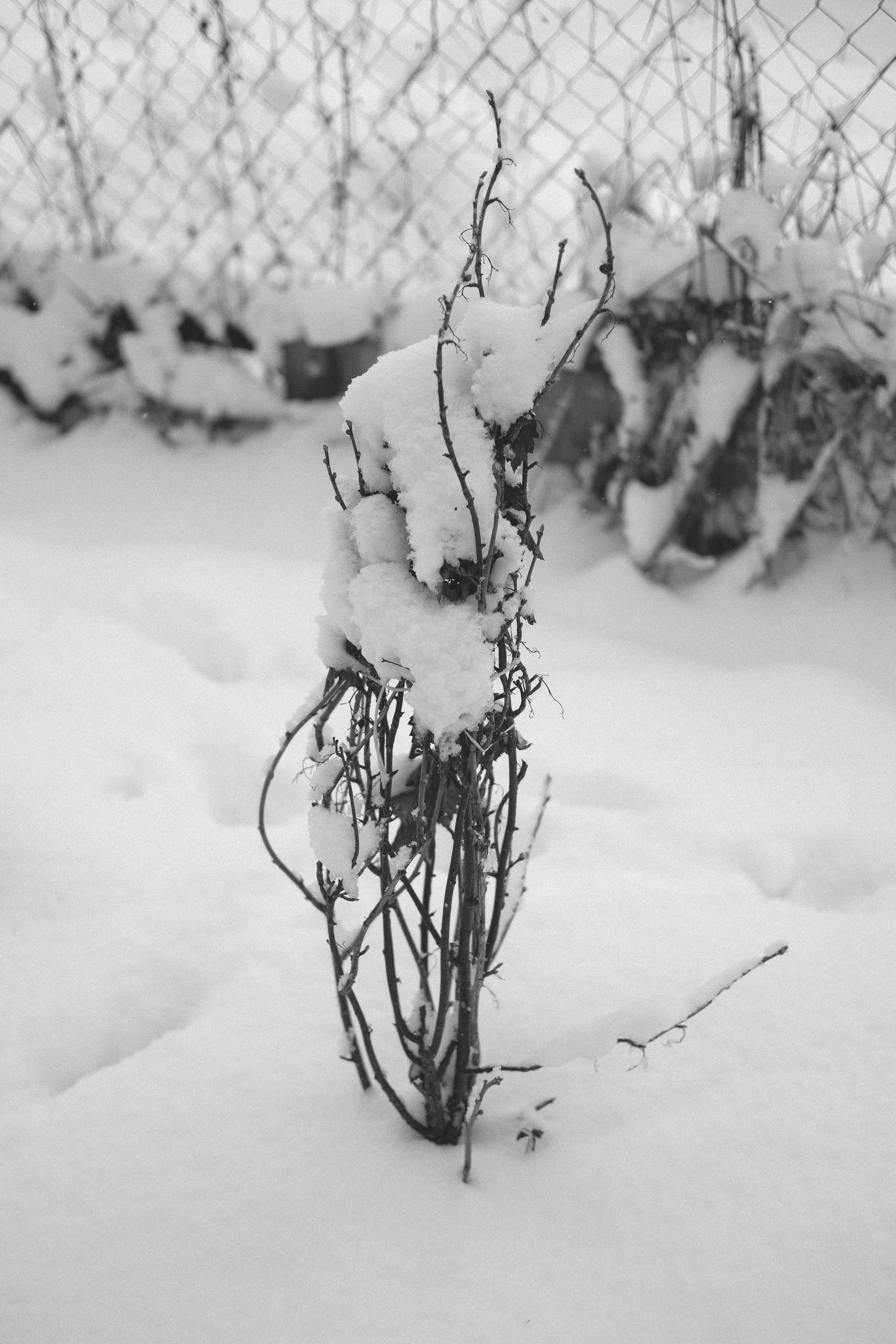 Жизнь сада. Works