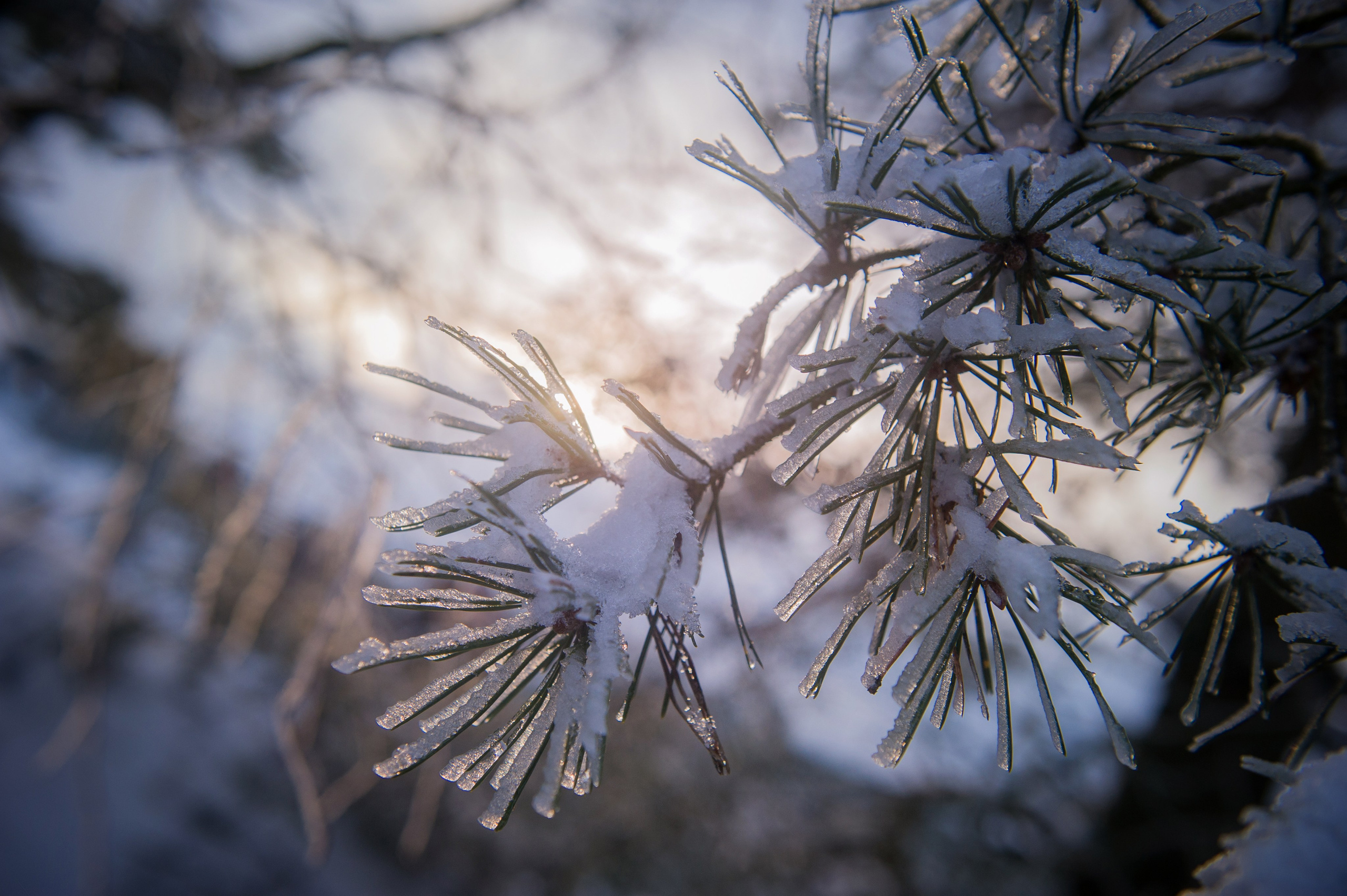 ФОТОПРОГУЛКИ. Фотограф Вера Демидкова