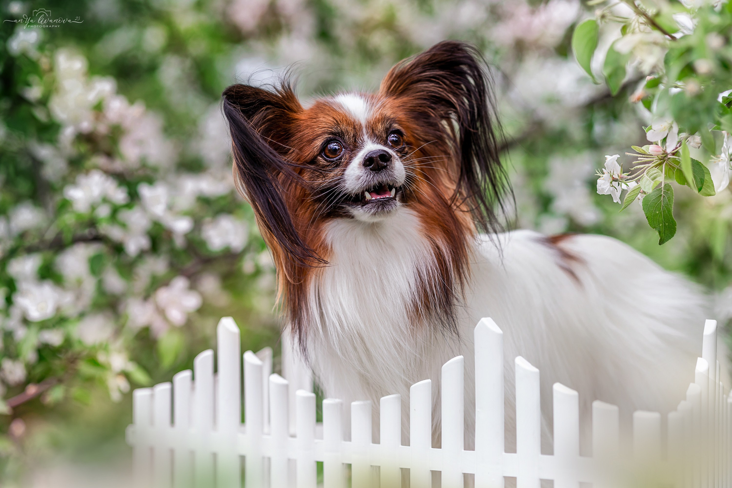 Яблони. Фотограф анималист Аня Ливанова | Рыбинск
