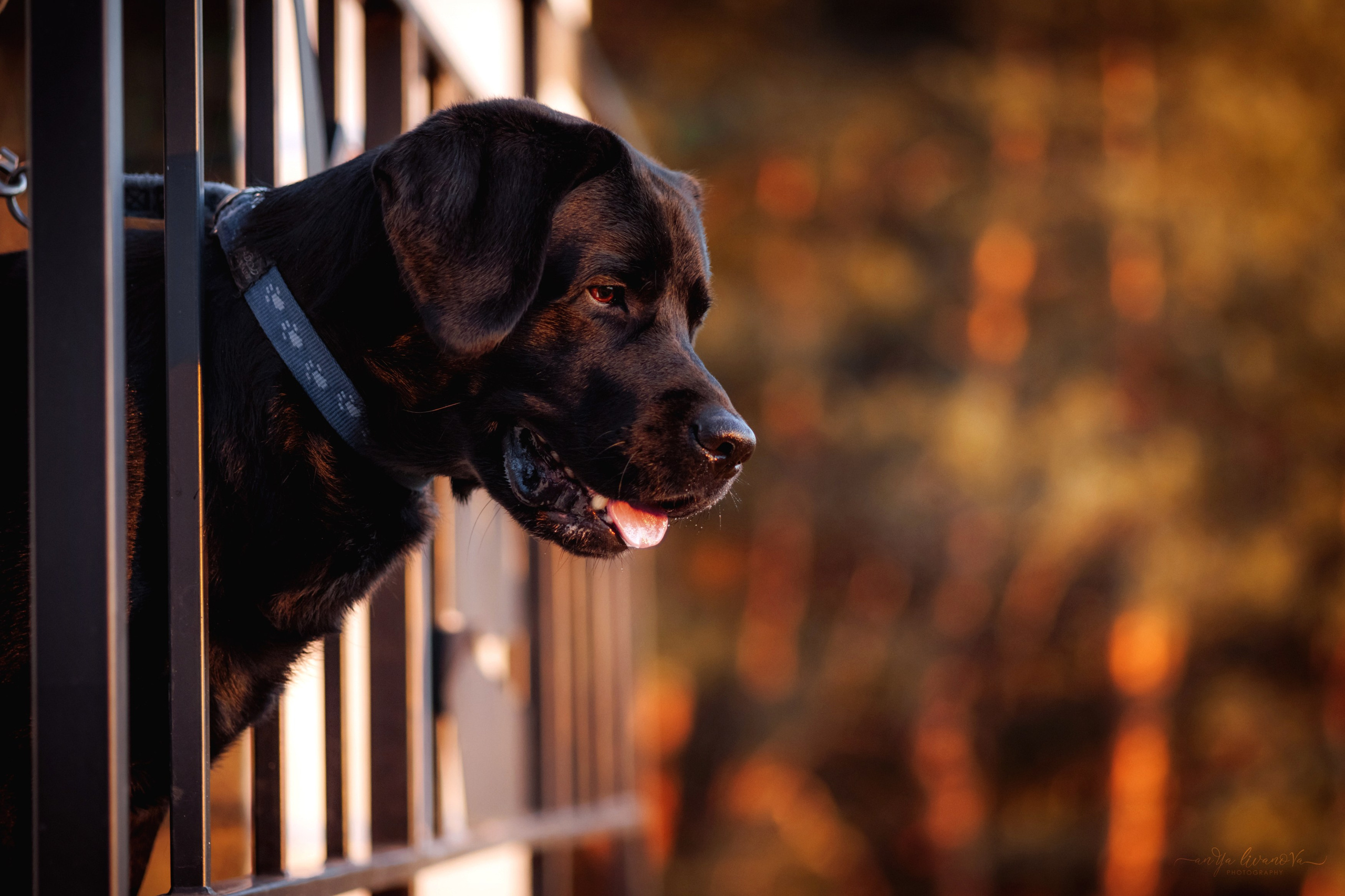 Оскар и его семья в парке. Фотограф анималист Аня Ливанова | Рыбинск
