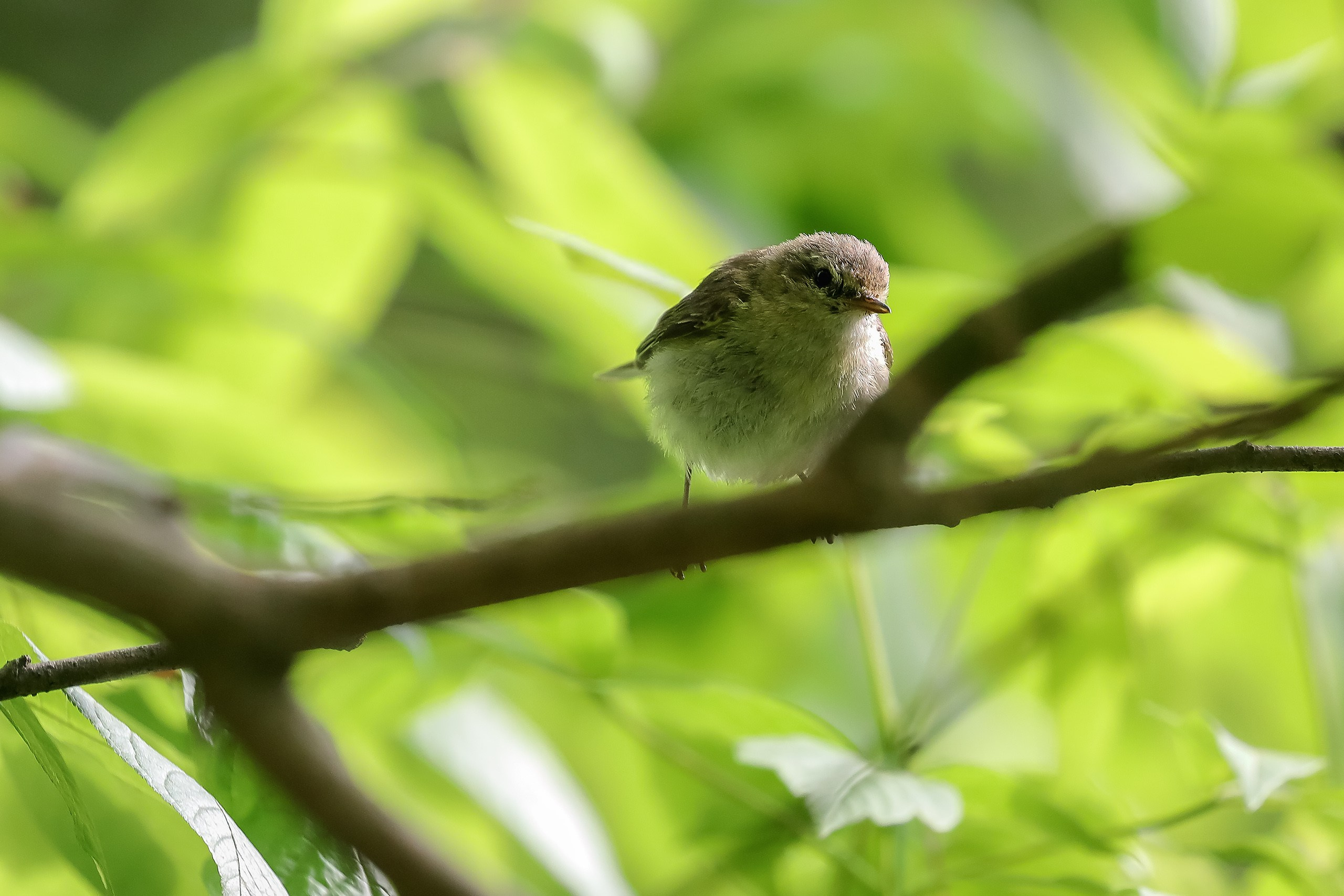 Пеночка весничка