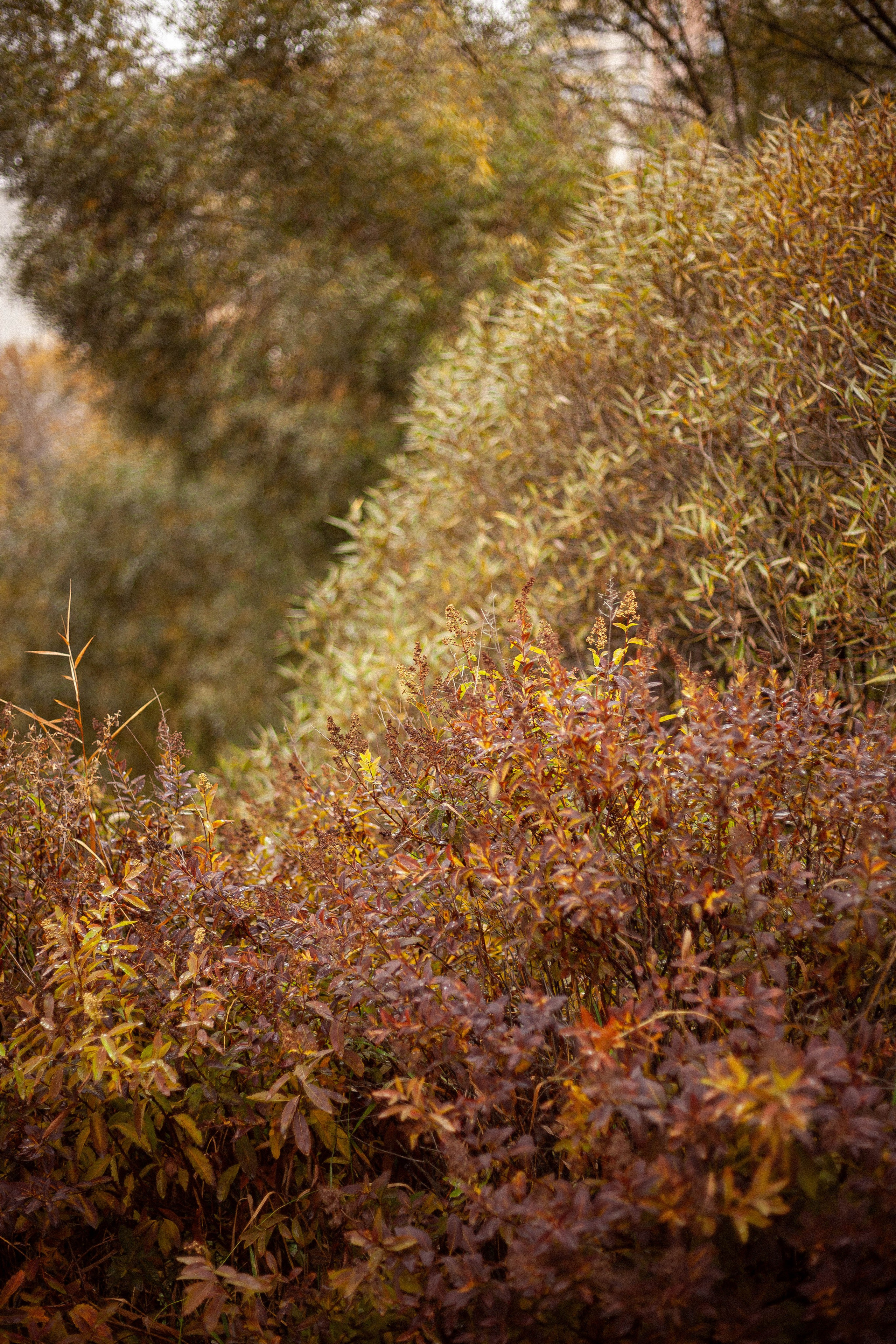 Осенняя серия. Фотограф в Москве. Екатерина Митина