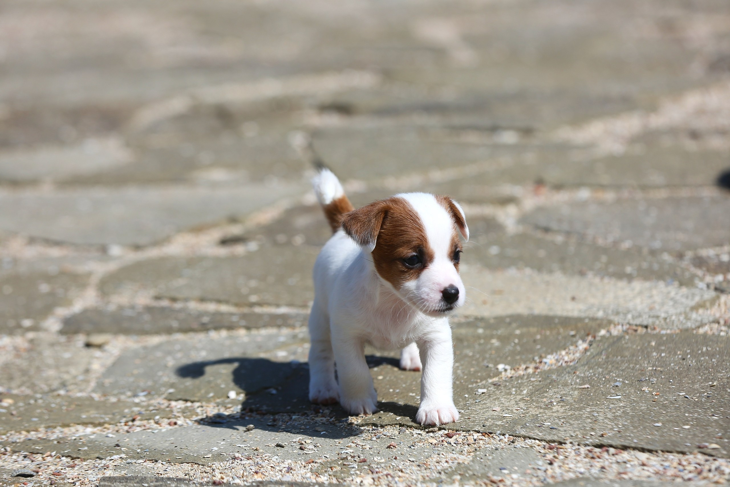 Общий альбом. Lovely-Orange питомник джек рассел терьеров