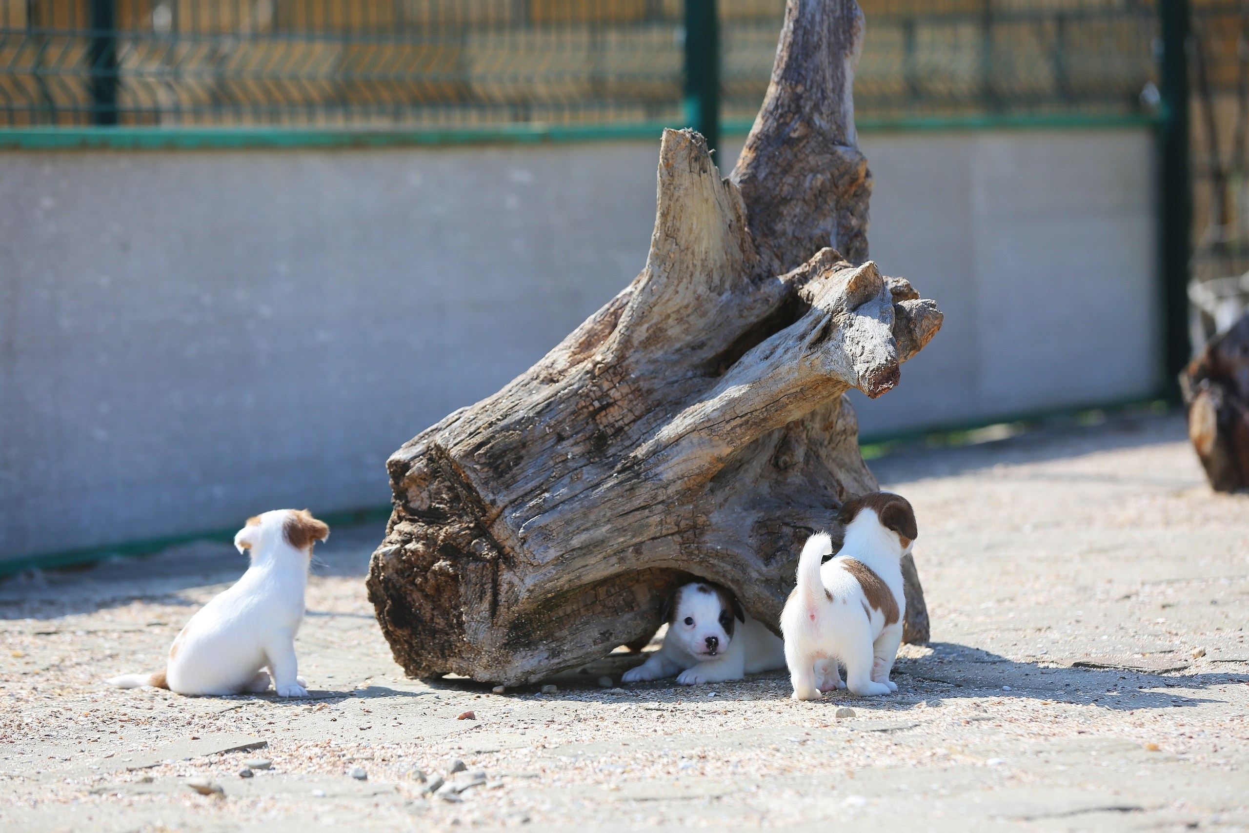 Общий альбом. Lovely-Orange питомник джек рассел терьеров