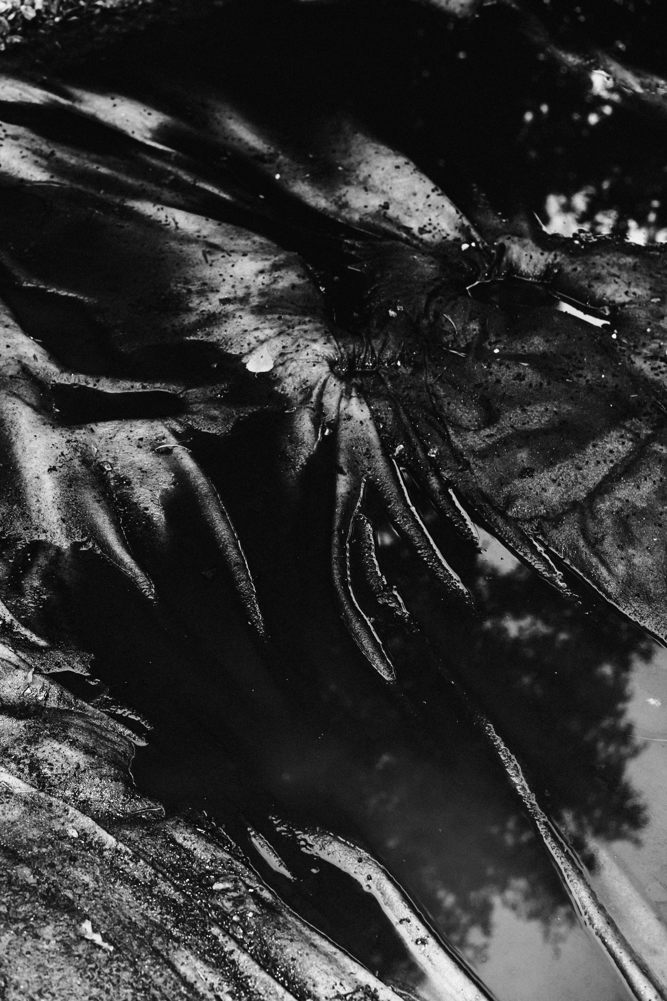 Лес. Veronika Popadeikina Photographer