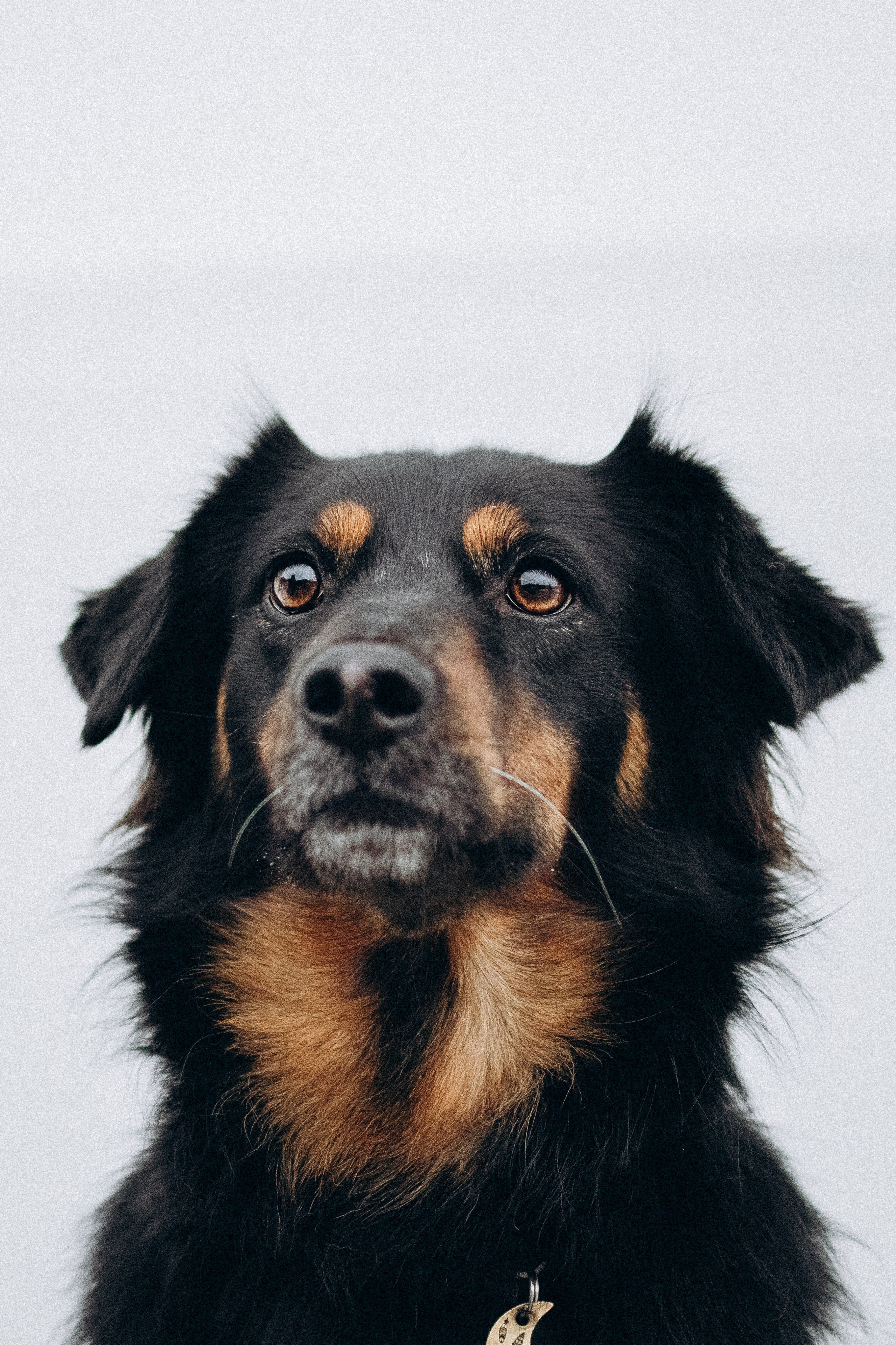 Саша, Ксюша и их банда. Фотораф — анималист Мария Шистка