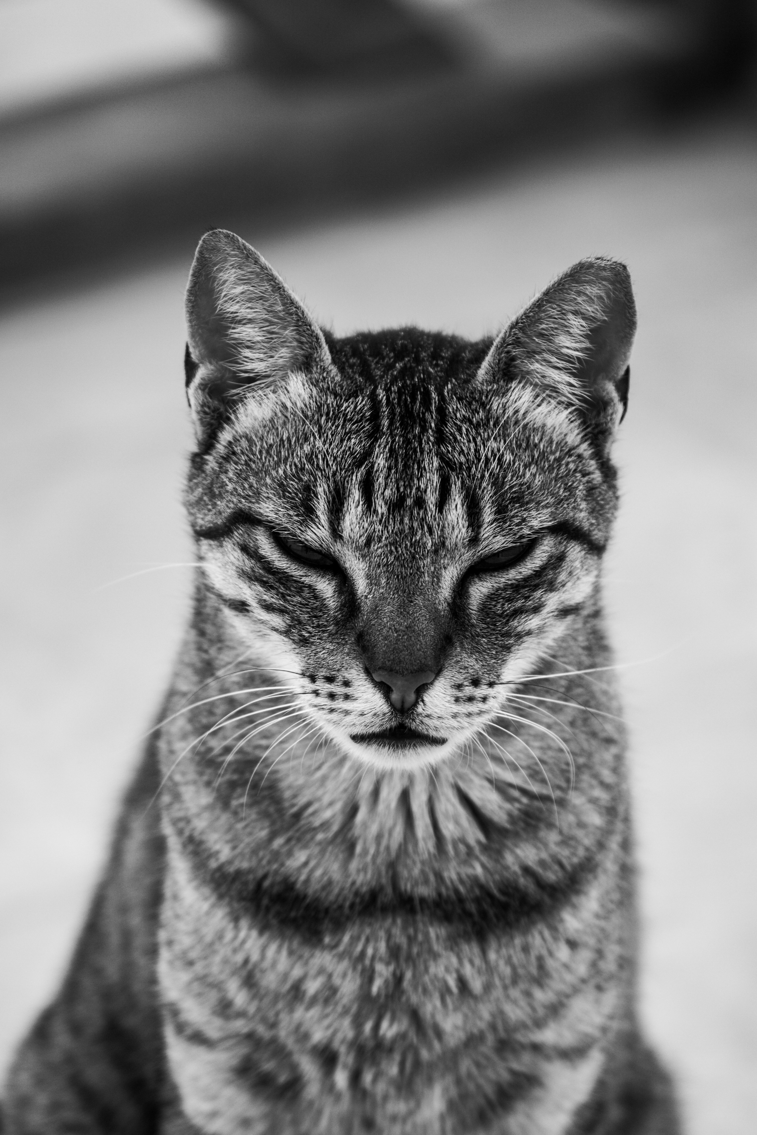 Рубрика Котиков. Дария Галямова — фотограф: открытый, творческий, коммерческий