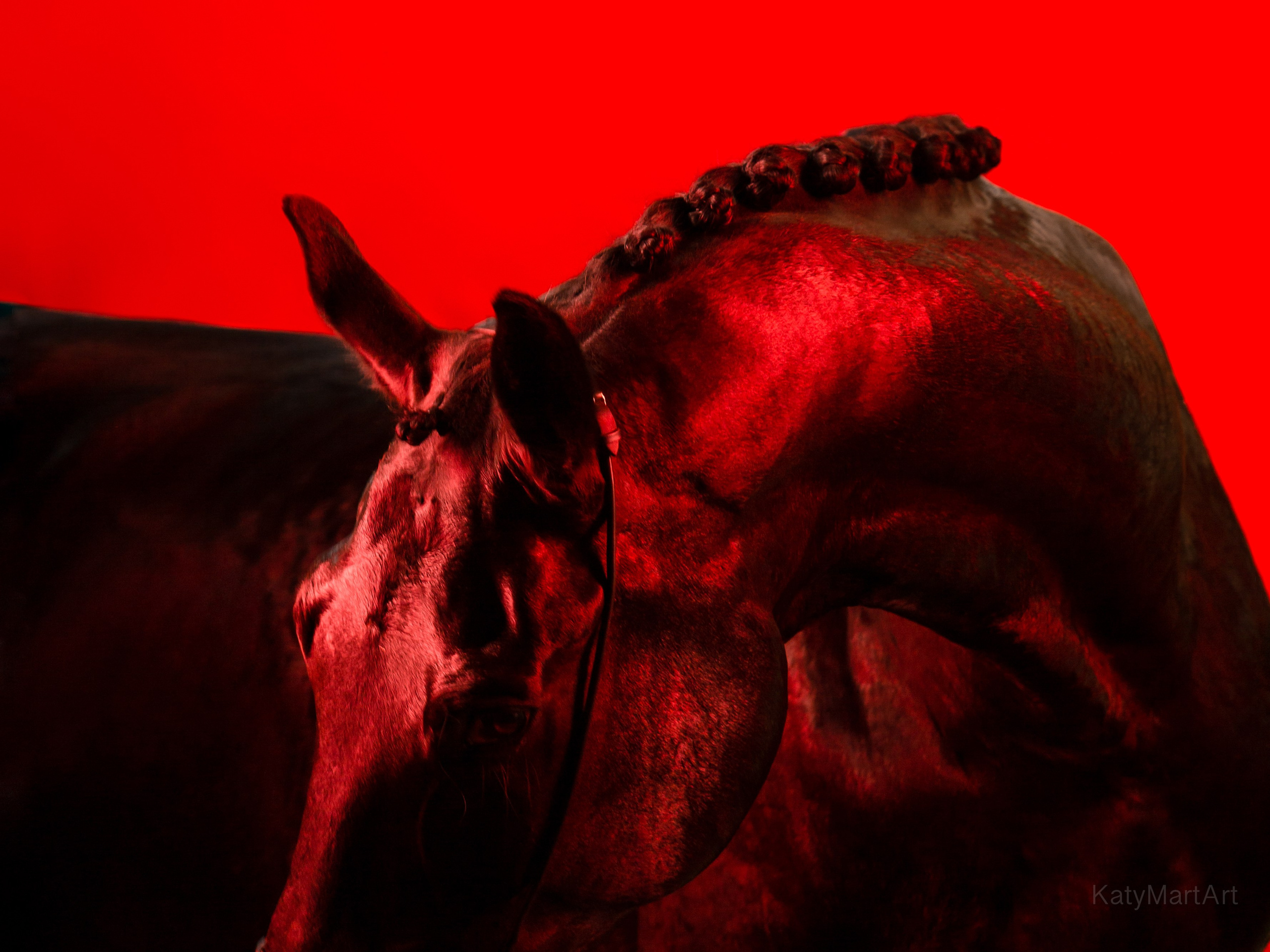 В красном. KatymartArt — Equine photography