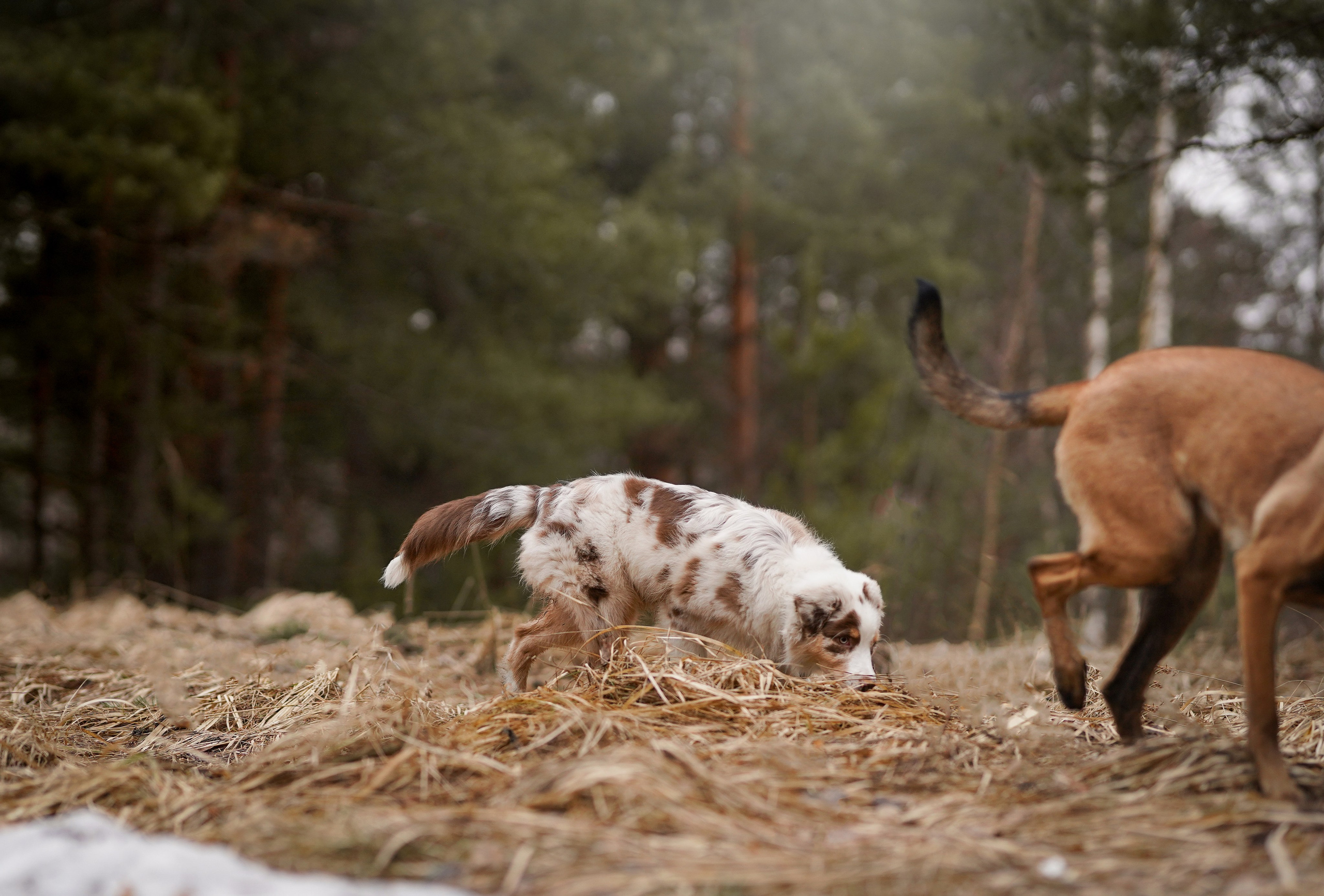 Панда и Эста. Фотограф-анималист в Санкт-Петербурге Яна Мартынова