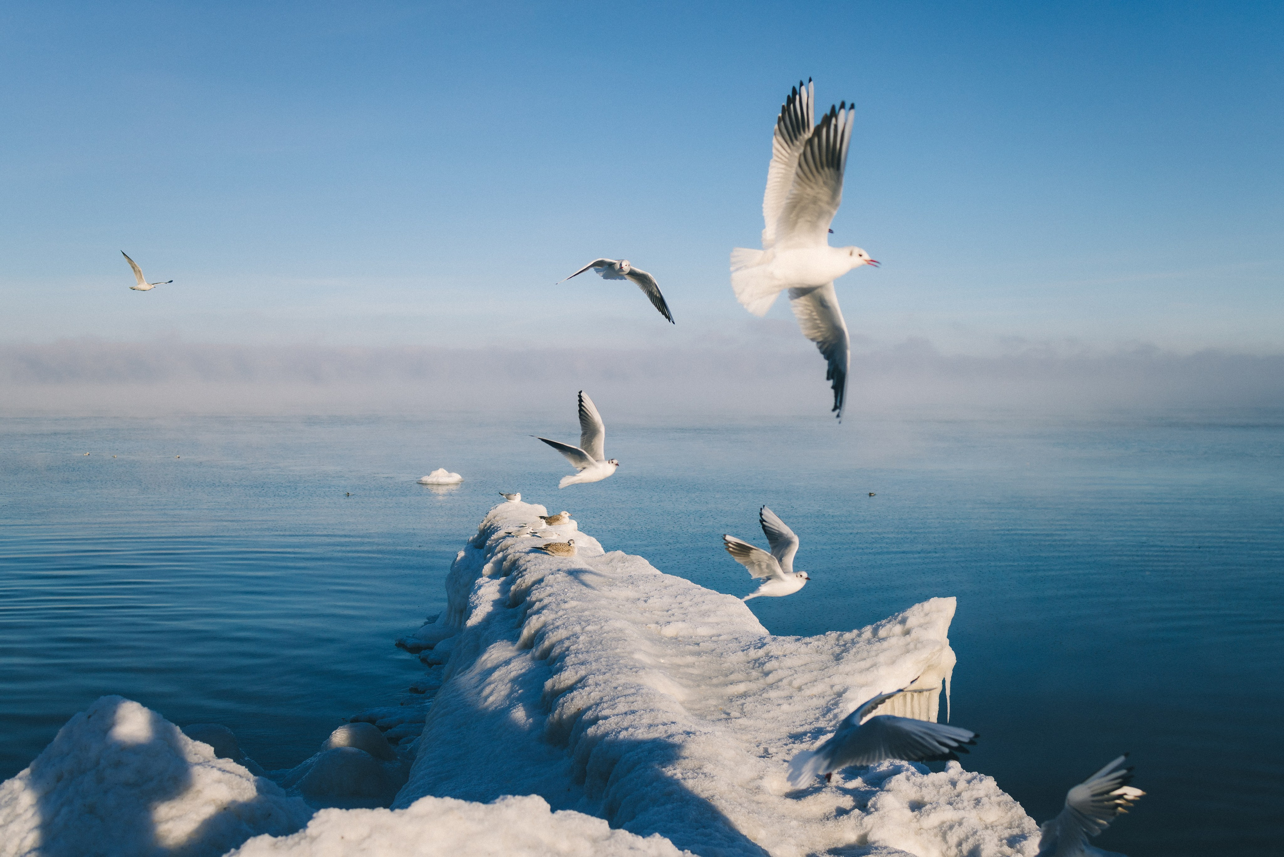 Море + ветер + чайки = Балтика. Фотограф Зеленоградск Красильникова Елена