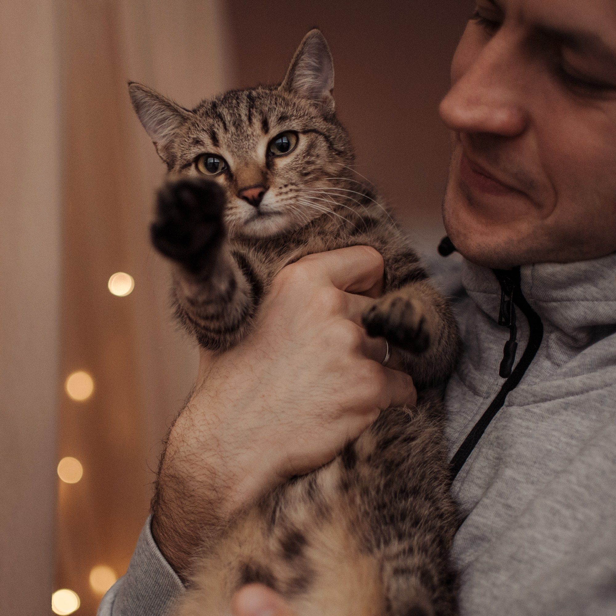 Cats: looking for a home and adopted. Photos of you and your pet