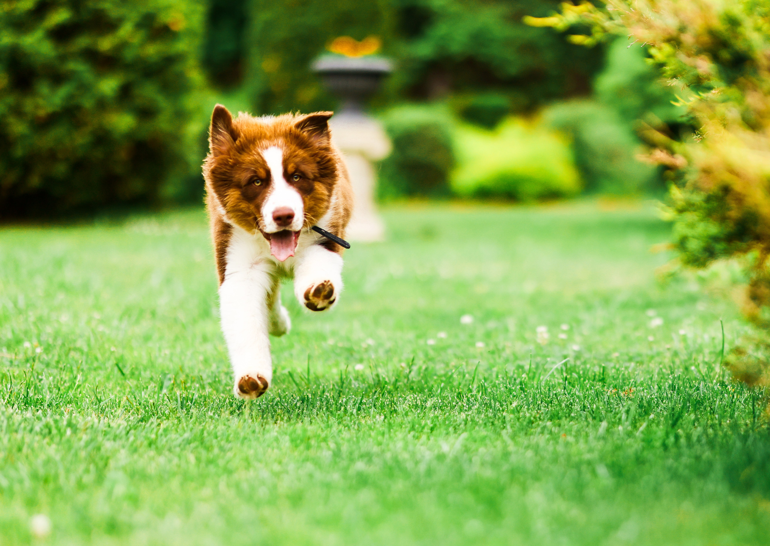 Аусси 2. Фотограф репортажей и стритфотосессий в Москве Людмила Смирнова