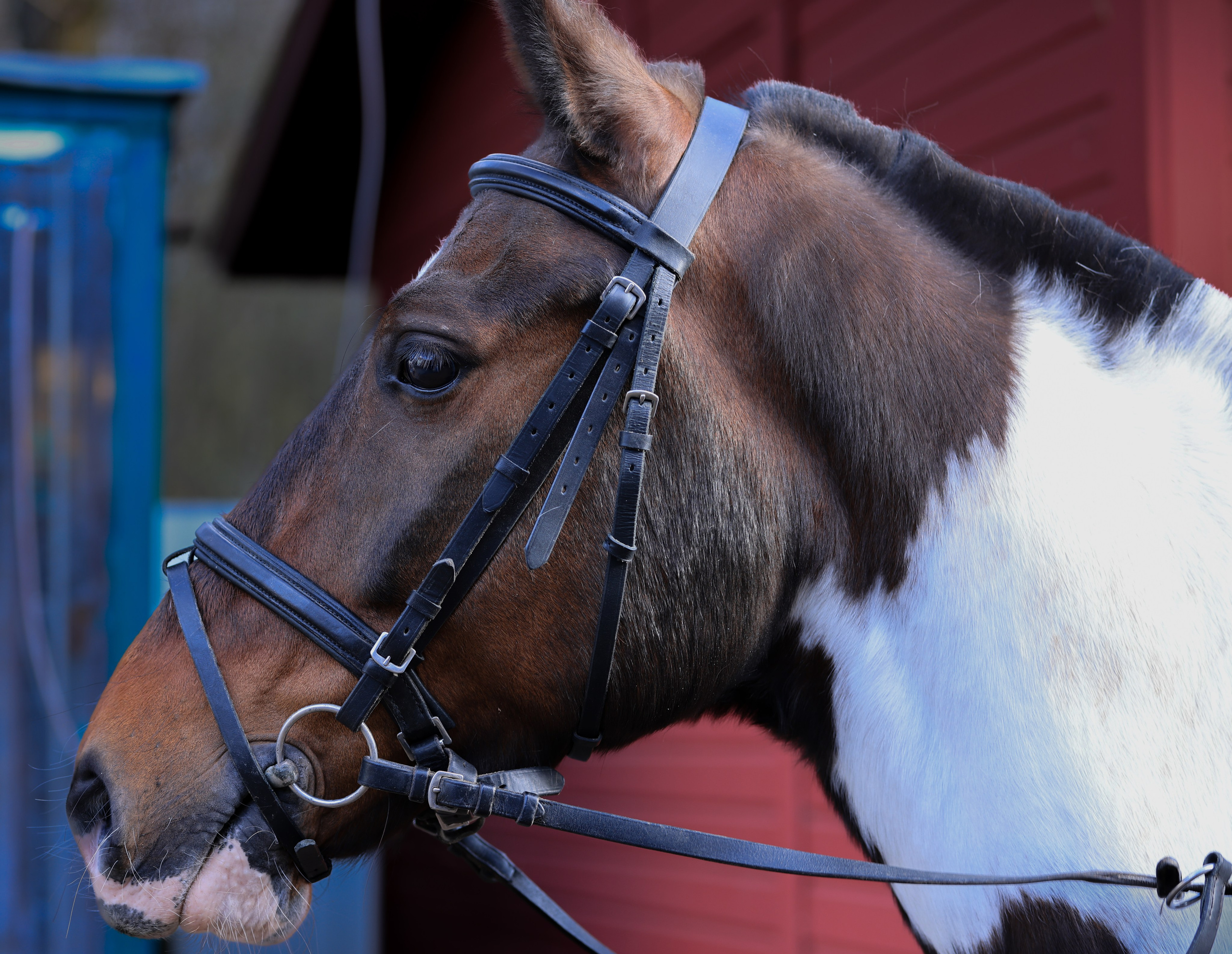 На конюшне 1. Фотограф репортажей и стритфотосессий в Москве Людмила Смирнова
