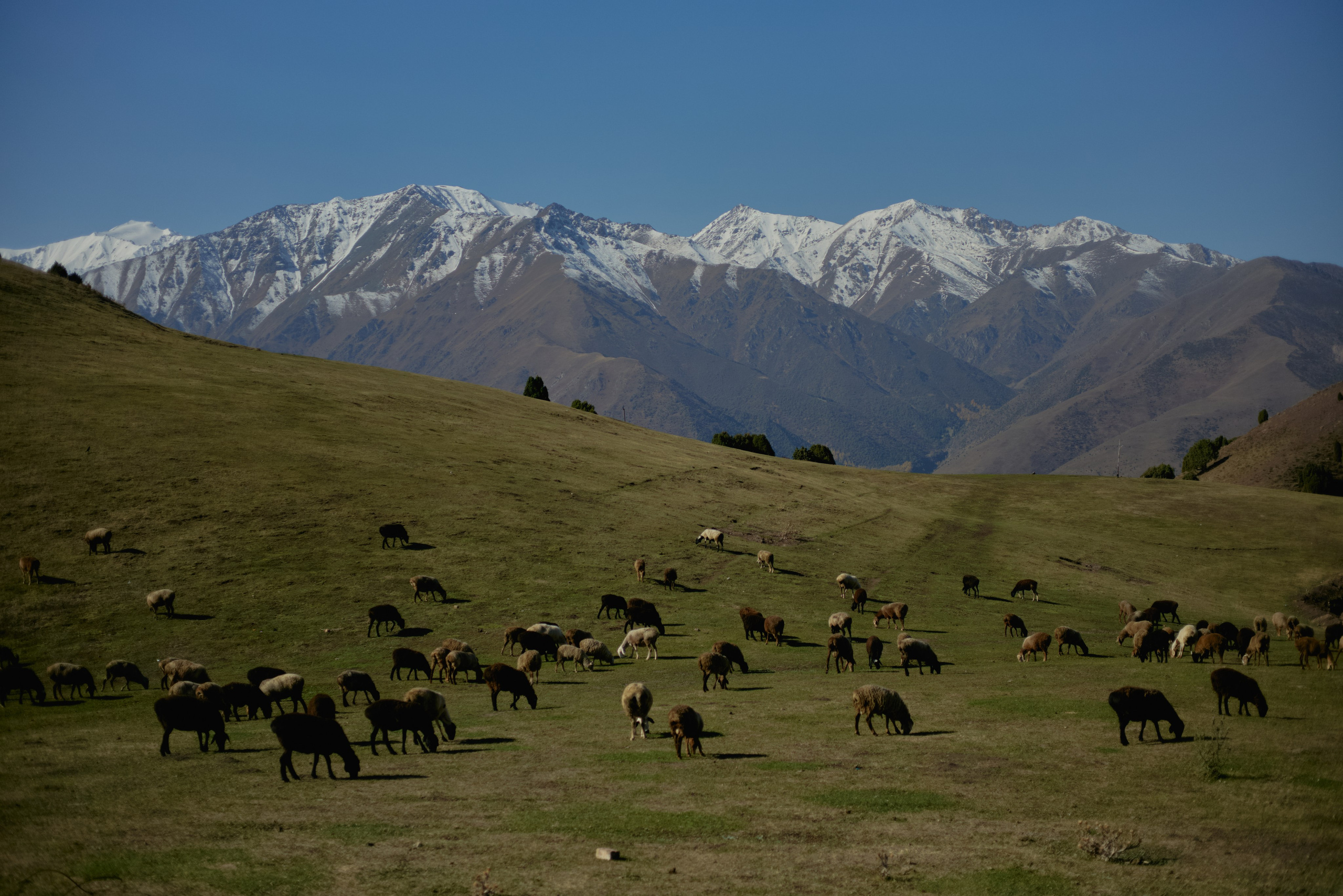 Кыргызтан. Профессиональный Фотограф во Владимире, в Москве и в Суздале — Полина Романычева