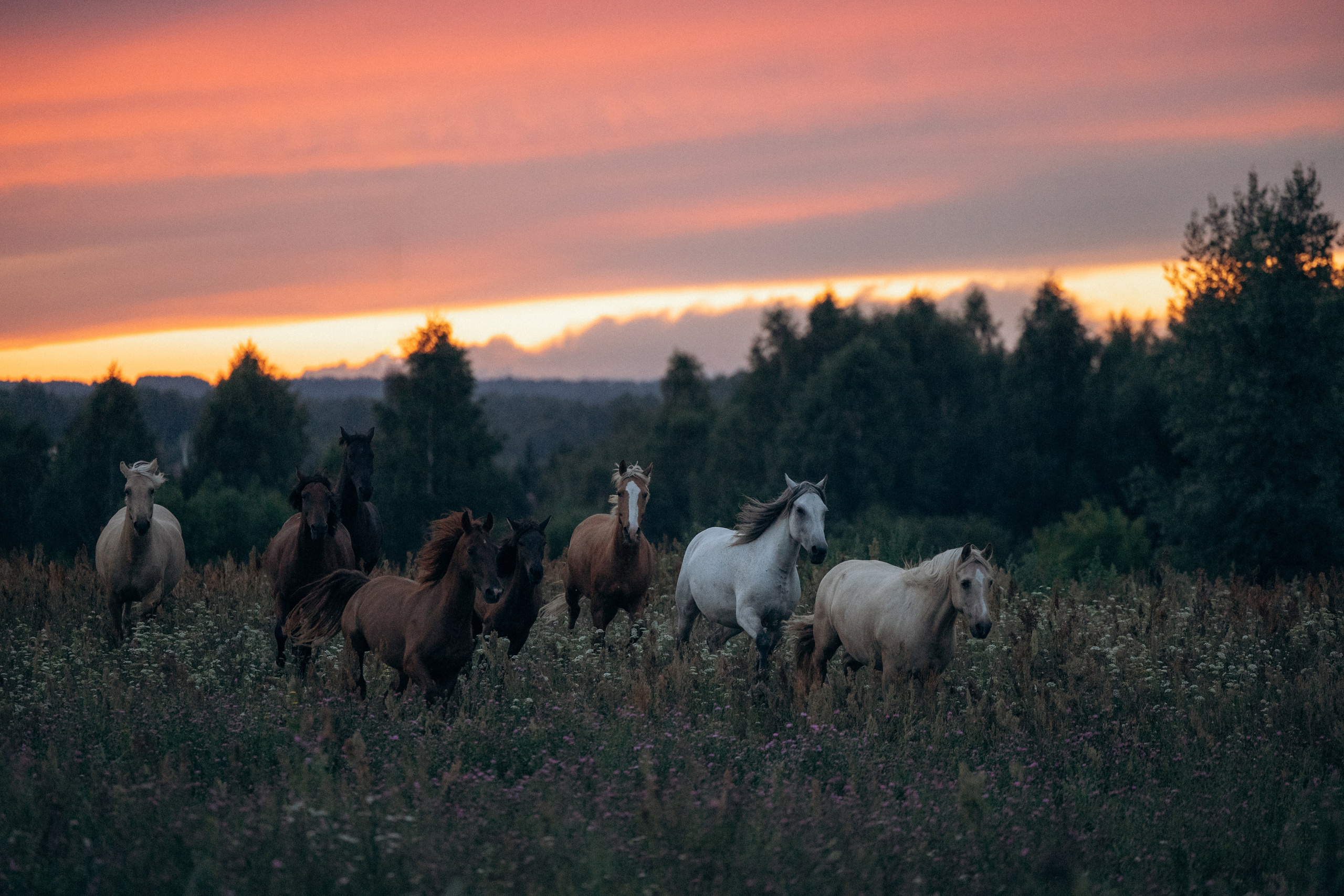 Лошади, не собаки, но нельзя не показать!. Фотограф анималист в Казани Алина Сулейманова. Фотограф животных