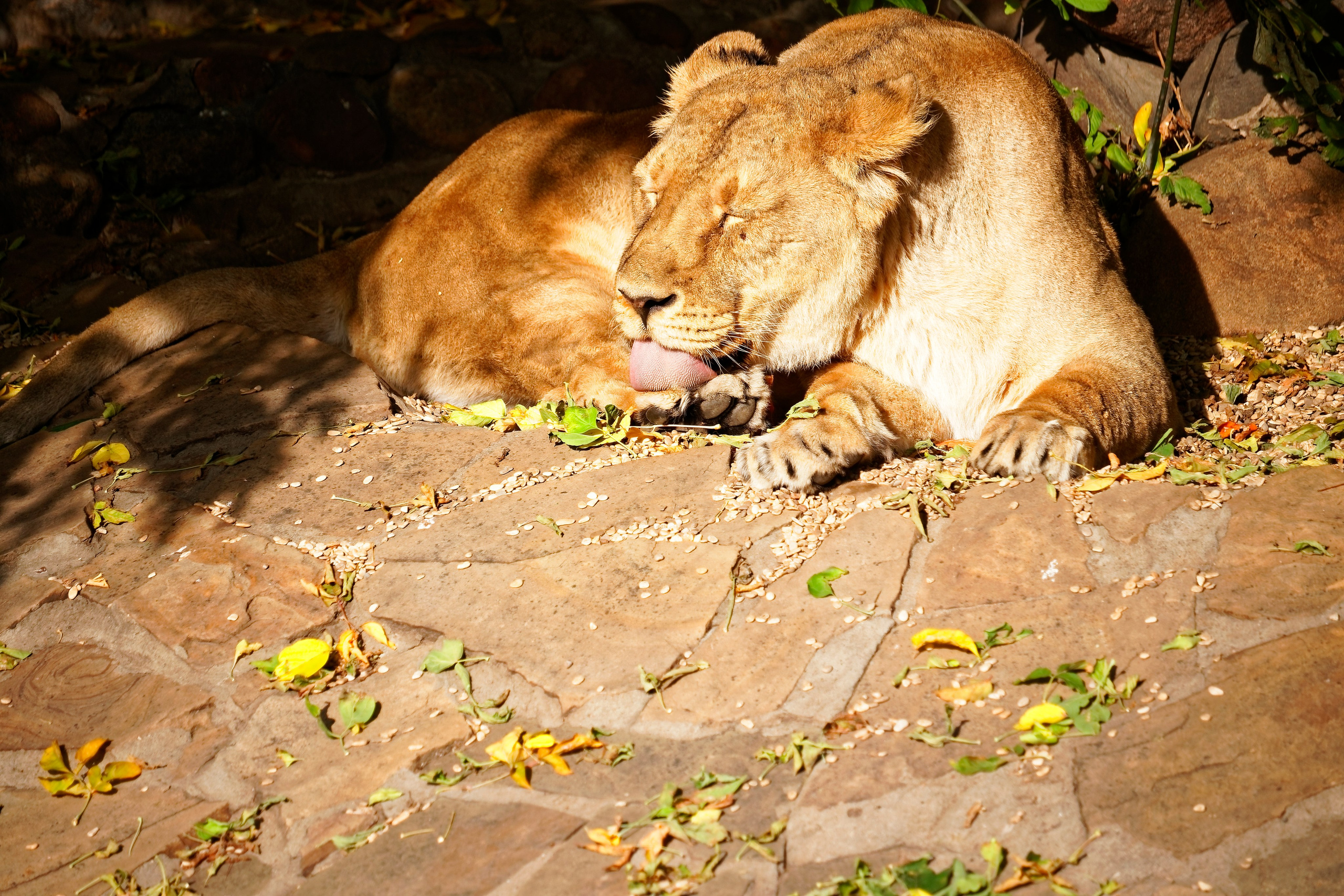 МОСКОВСКИЙ ЗООПАРК. Фотограф Владимир Роля