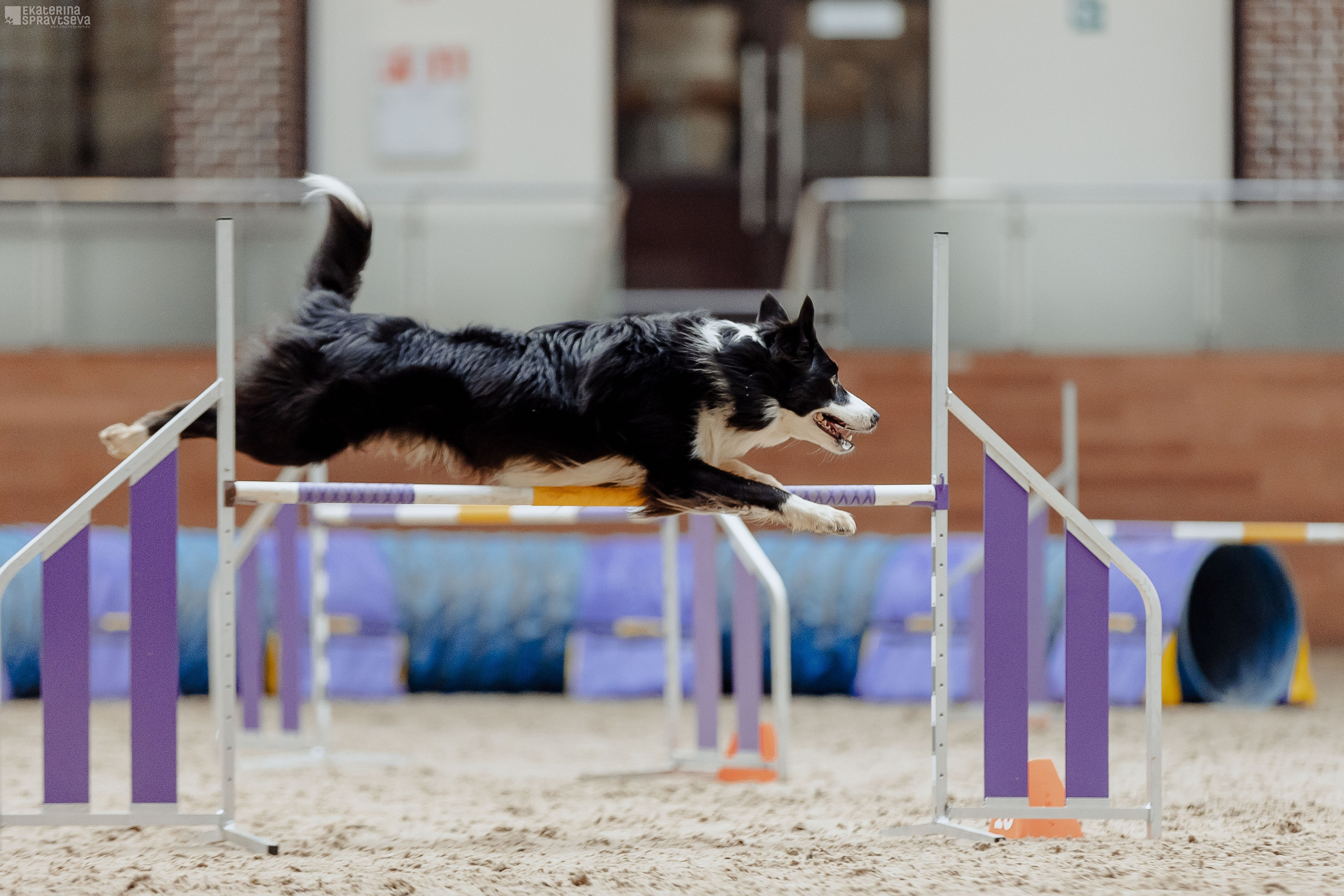 ЧРКФ Аджилити в Максима. Фотограф Анималист Екатерина Справцева в Нижнем Новгороде