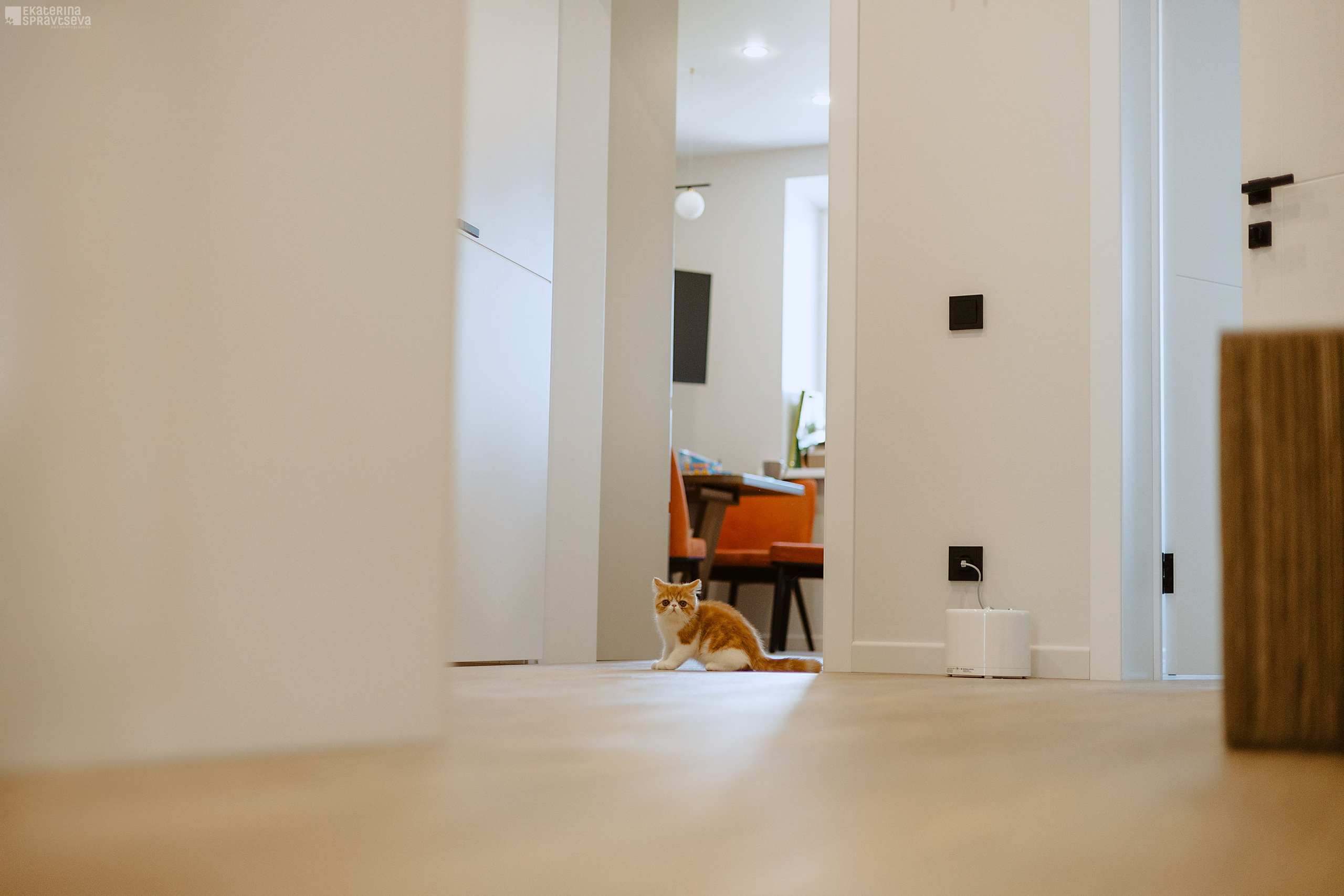 Малыш Уникум, Лиза и Миша. Фотограф Анималист Екатерина Справцева в Нижнем Новгороде