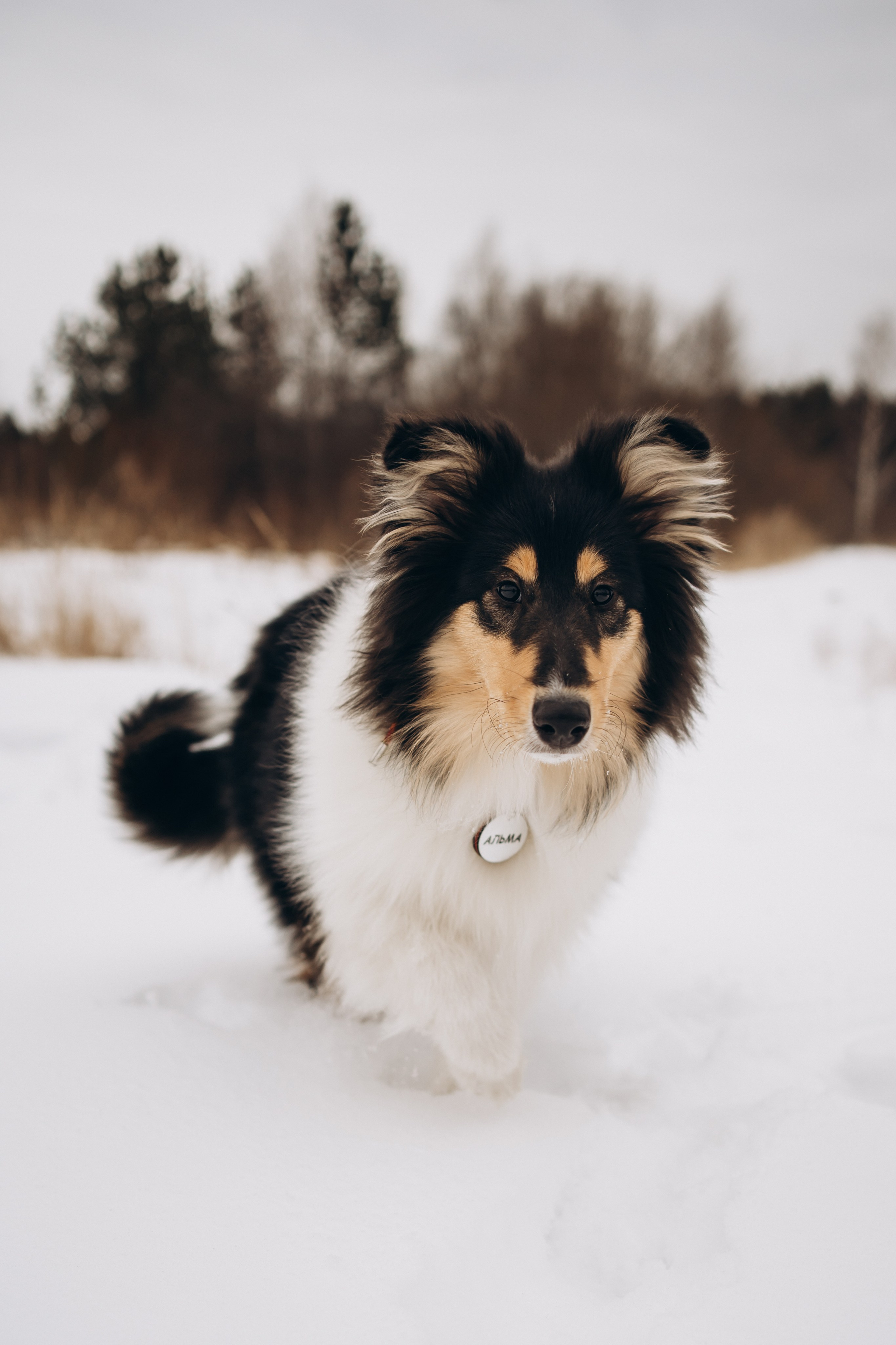 Альма. Фотограф-анималист Анастасия Большакова