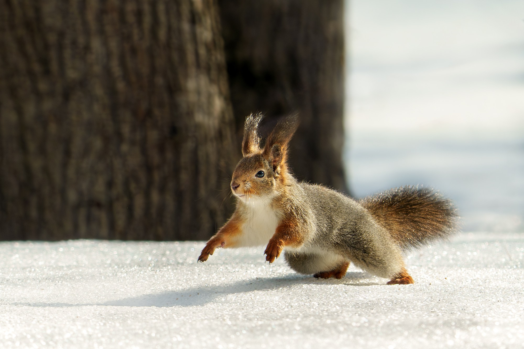 Животные. Ваш личный фотограф Марина Волкова