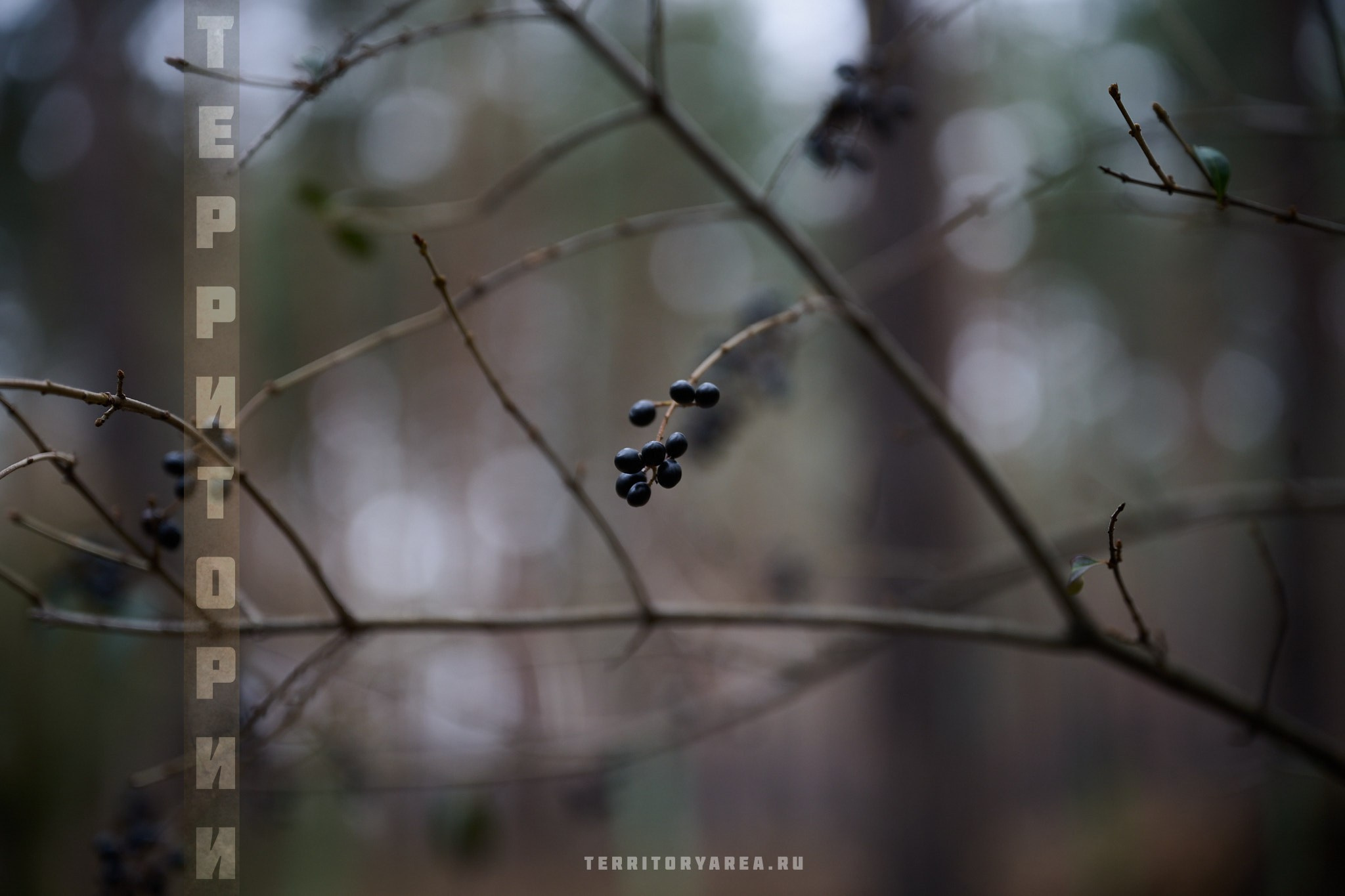 Открытки фотопроекта «Территории». Фотопроект «Территории»