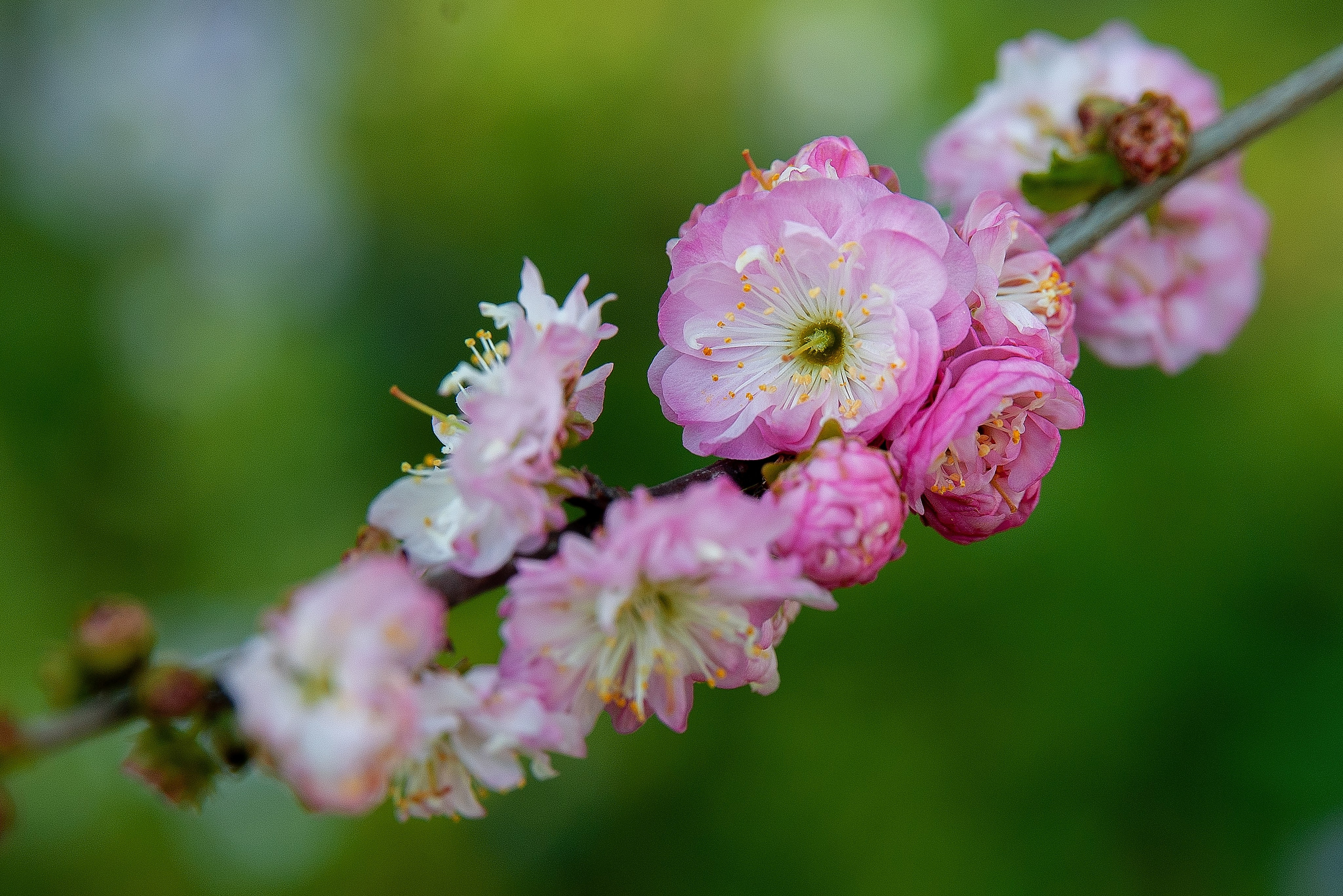 Весна. FotoGraf