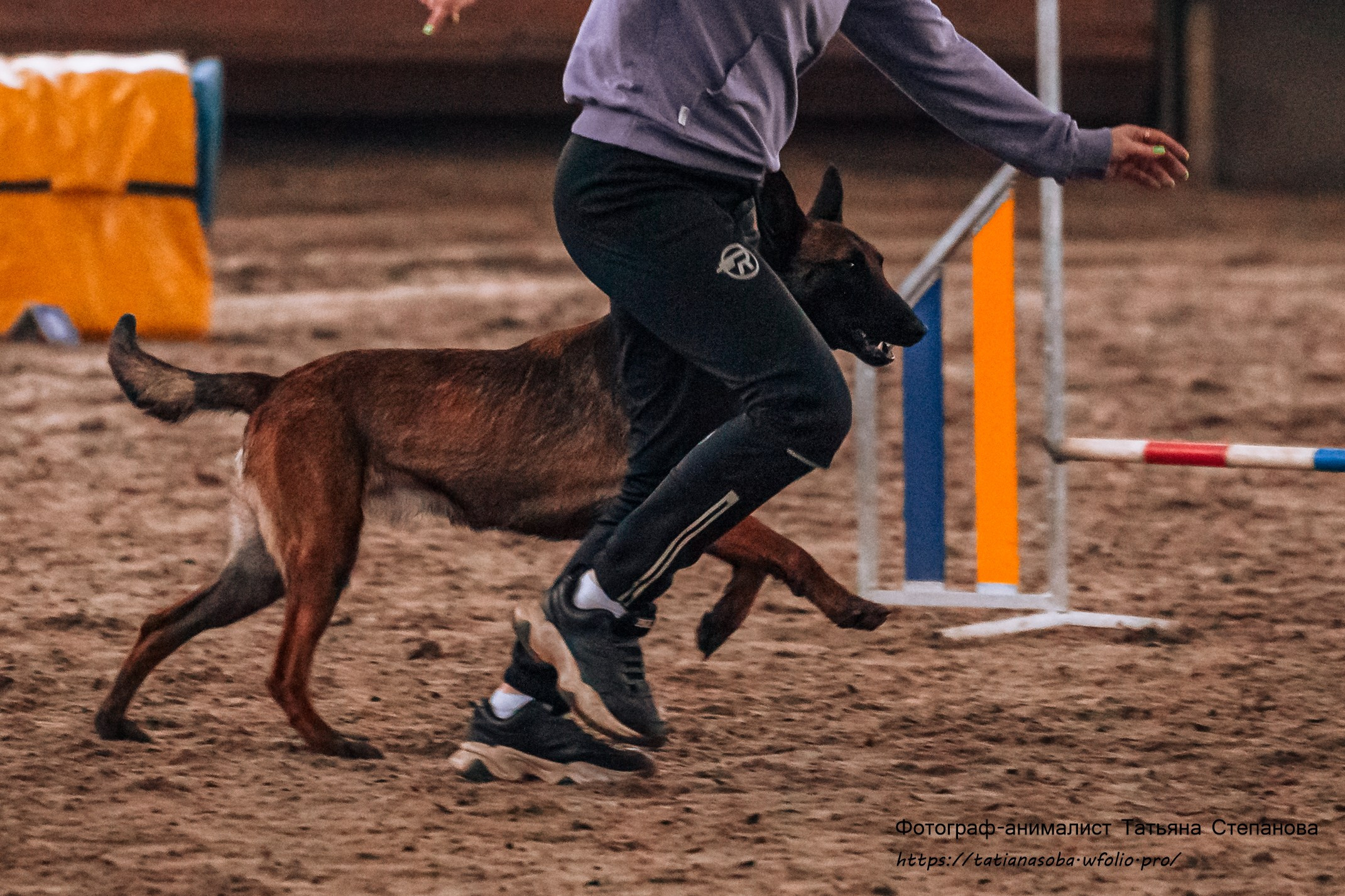 Соревнования по Аджилити 25.02.2024. Фотограф-анималист Татьяна Степанова