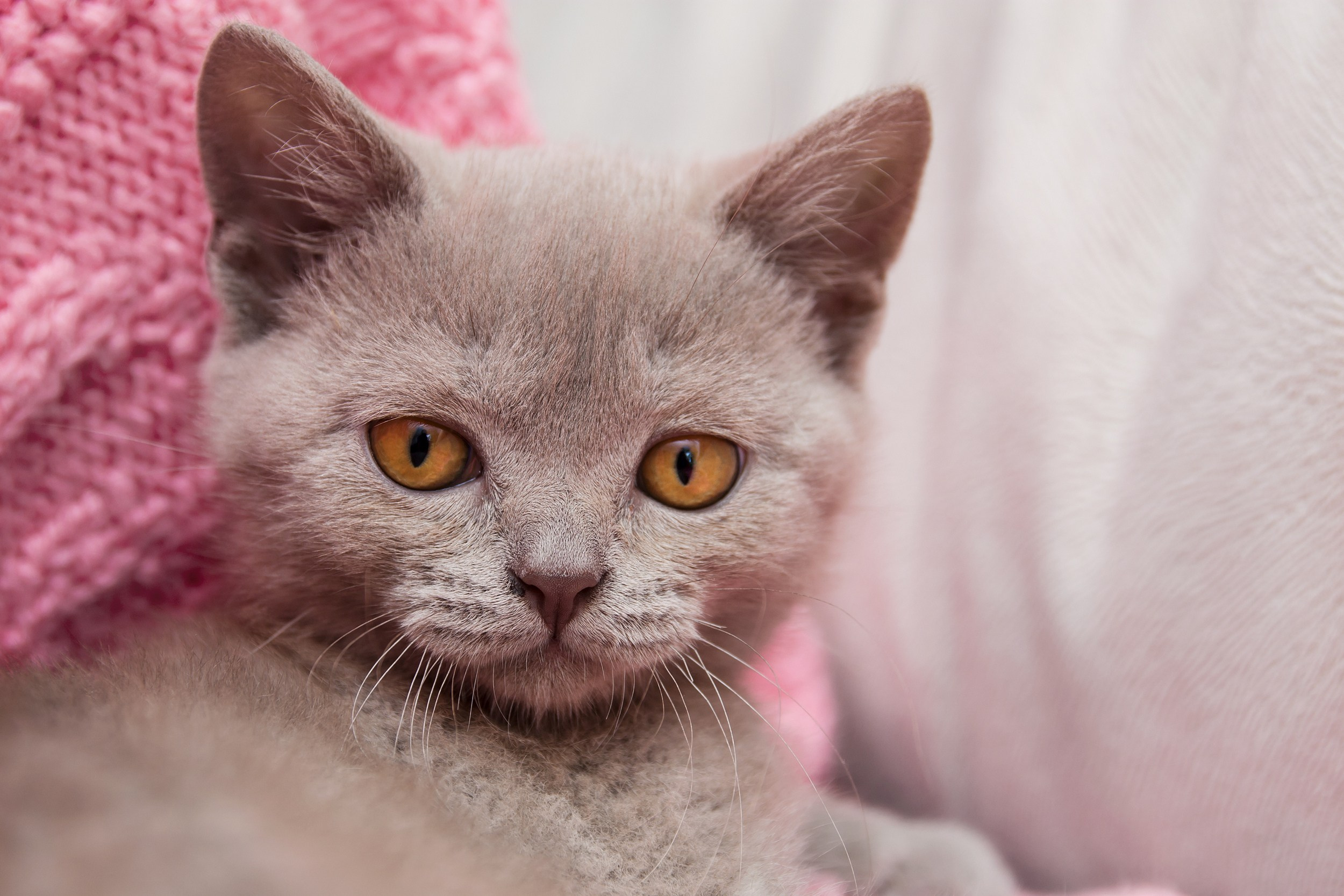 Профессиональная фотосъёмка домашних животных в Донецке, Макеевке. Фотограф Татаринов Андрей (Донецк / Макеевка)