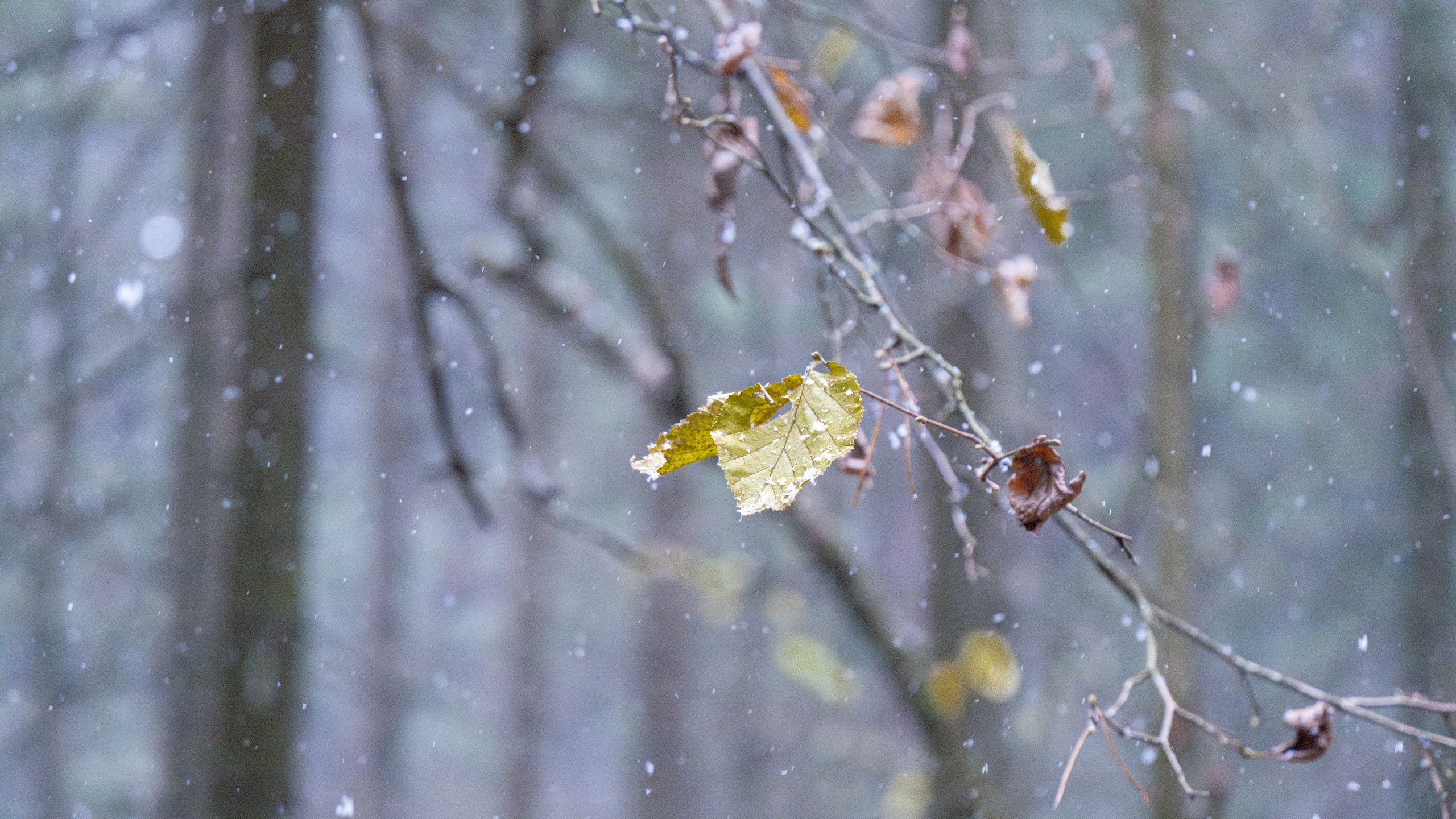 ПЕРЕДЕЛКИНО. ПОБУДЬ ЗДЕСЬ И ЦЕЛЕЕ БУДЕТ ЭТОТ МИР