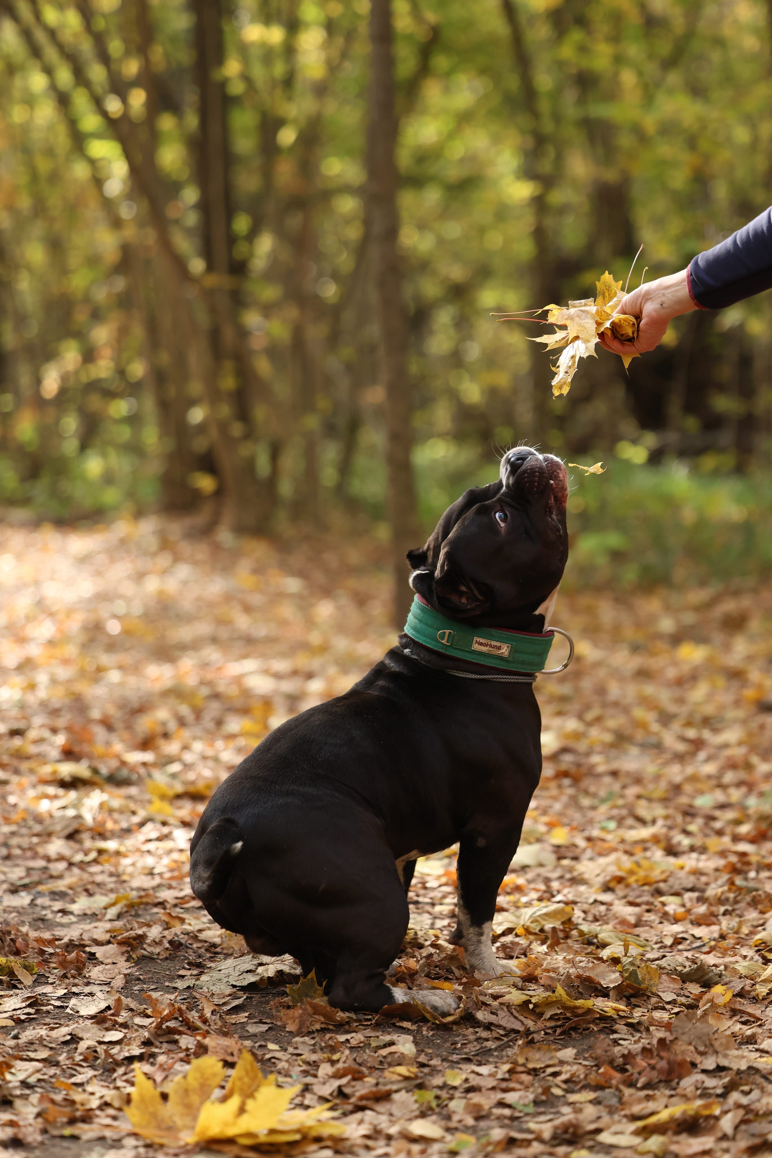 Бумер. Виктория Михайловская. Фотограф-анималист. Москва