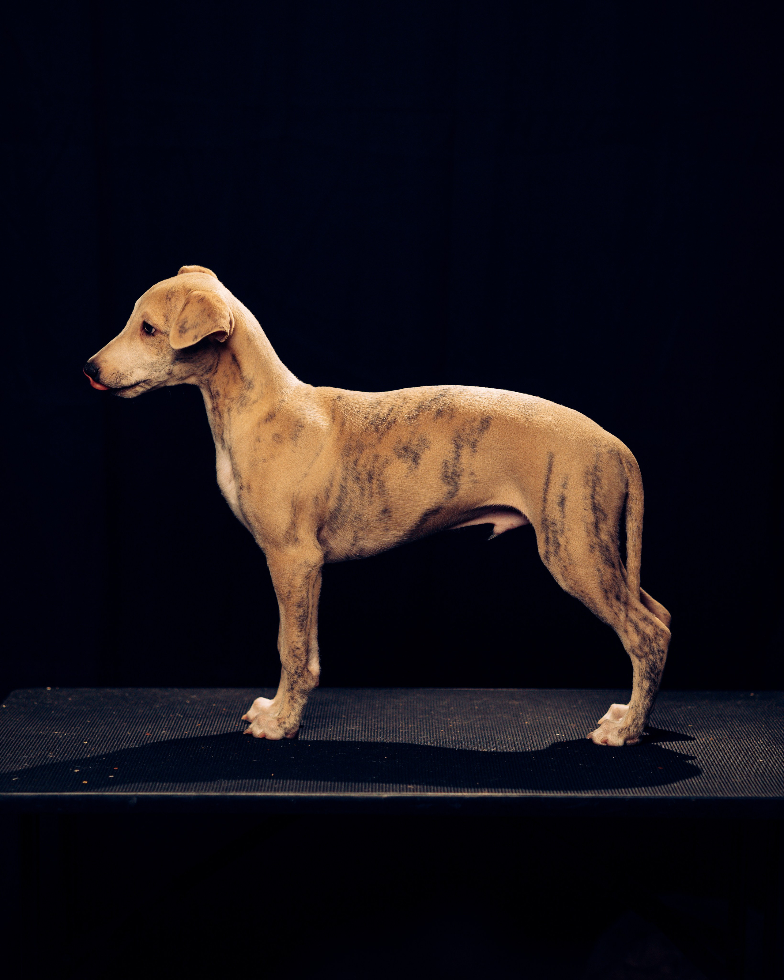 Детки-конфетки. Анна Самохина. Фотограф. Москва