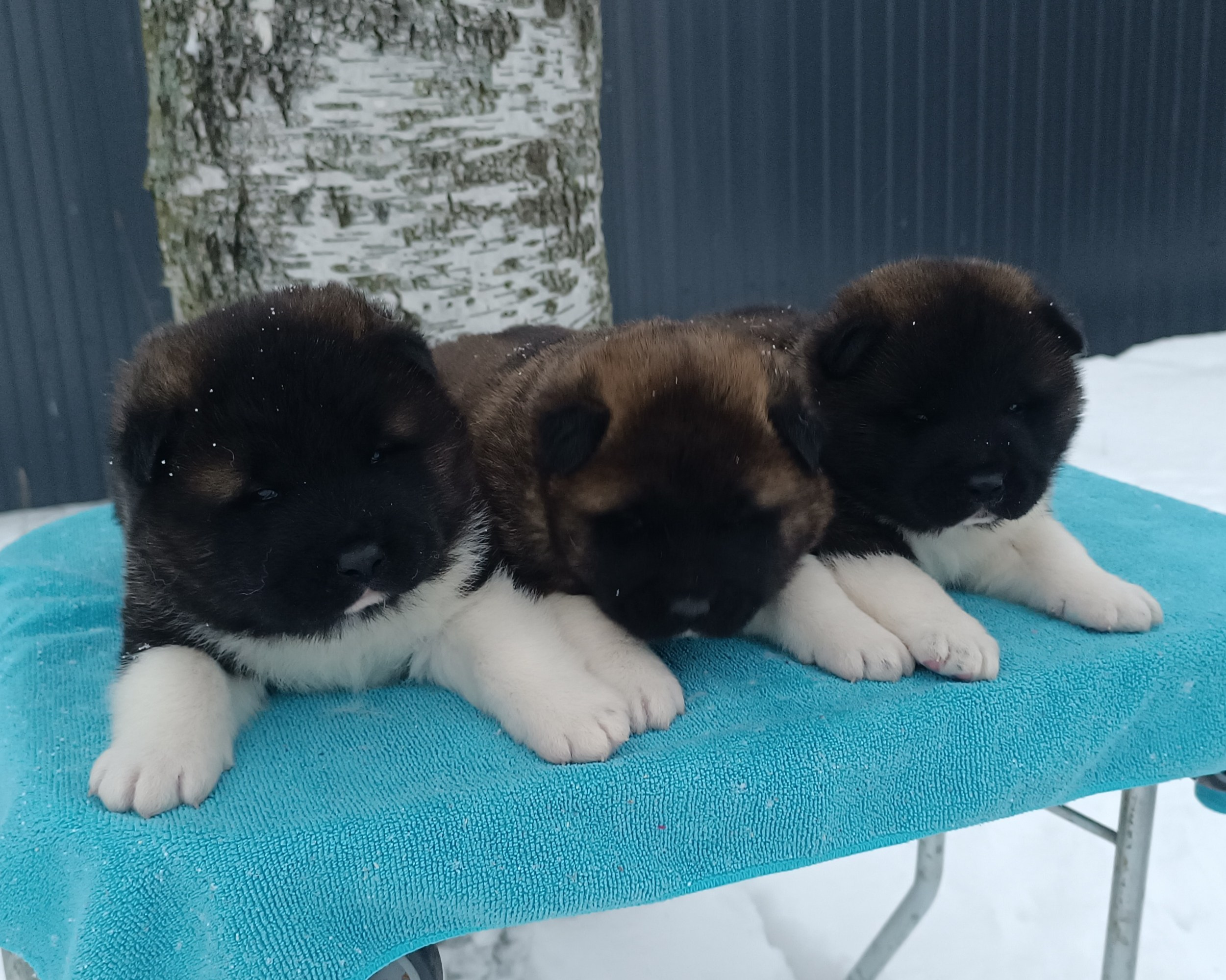 Американская акита  щенки питомник Санкт-Петербург клубные щенки Американская акита питомник RUBYLIGHT Рубилайт купить щенка американской акиты