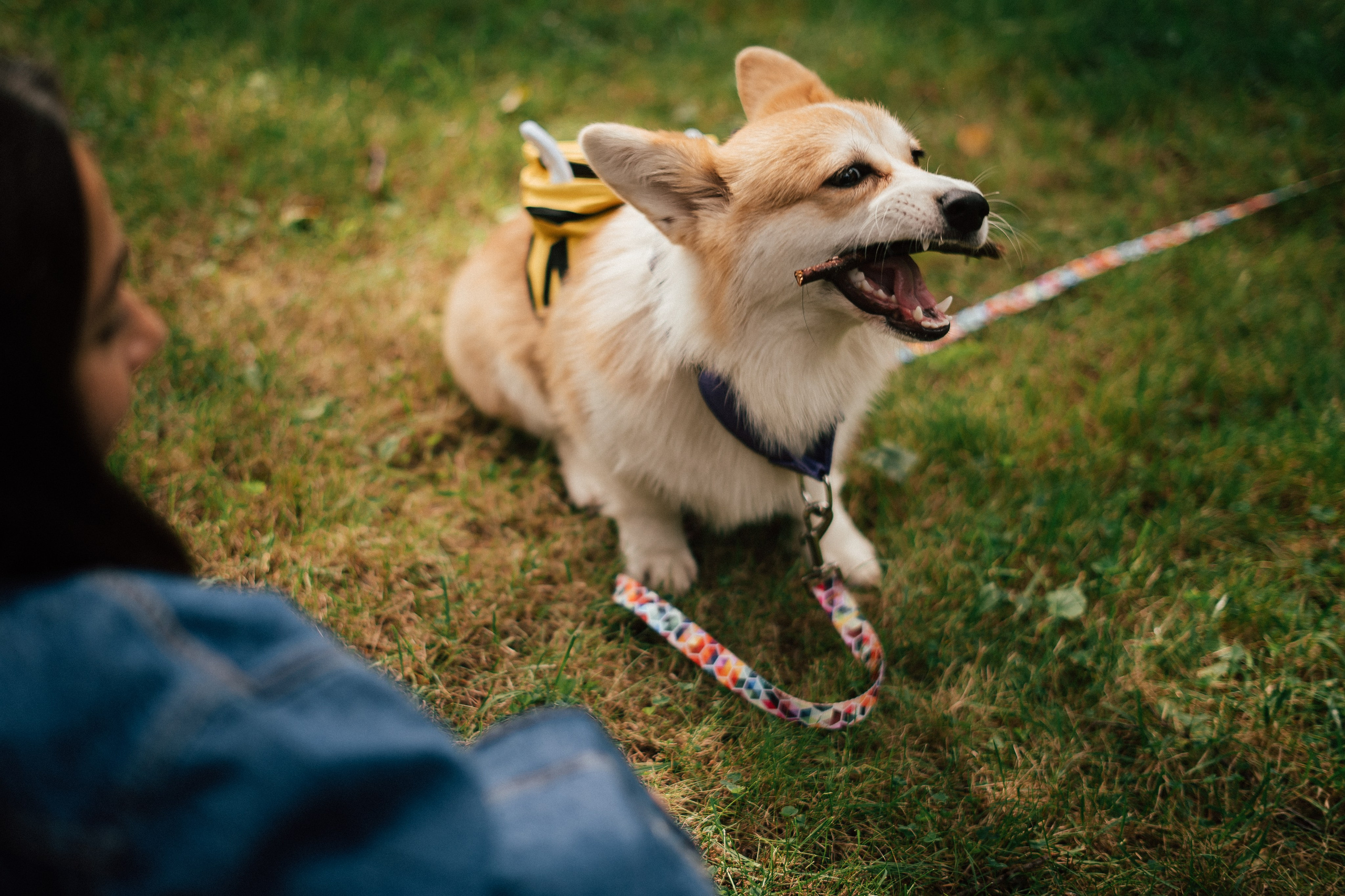 Фотосессия с собакой сахалин. Фотограф сахалин
